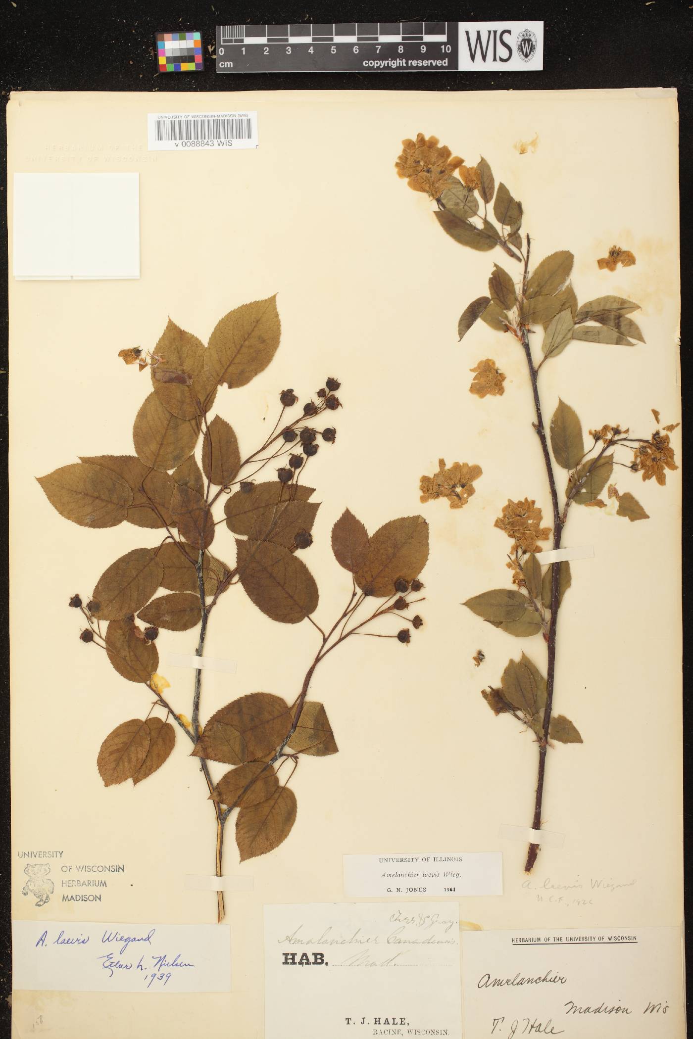 Amelanchier laevis image