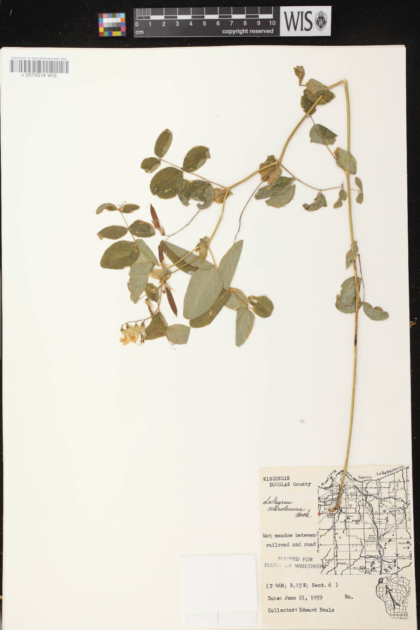 Lathyrus ochroleucus image