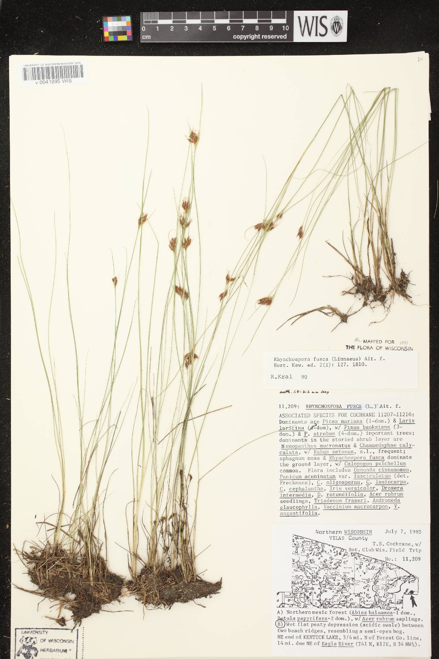 Rhynchospora fusca image
