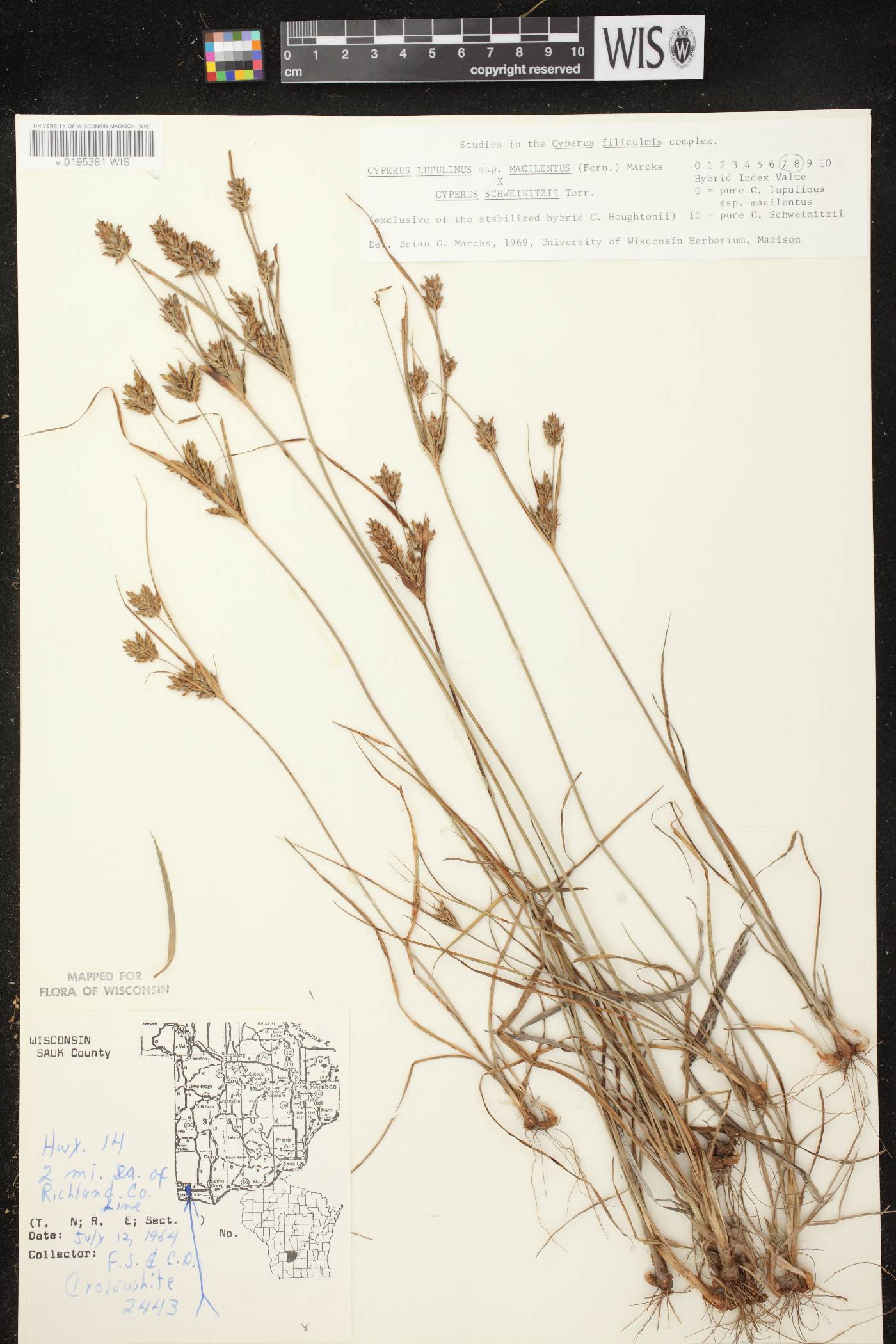 Cyperus lupulinus image