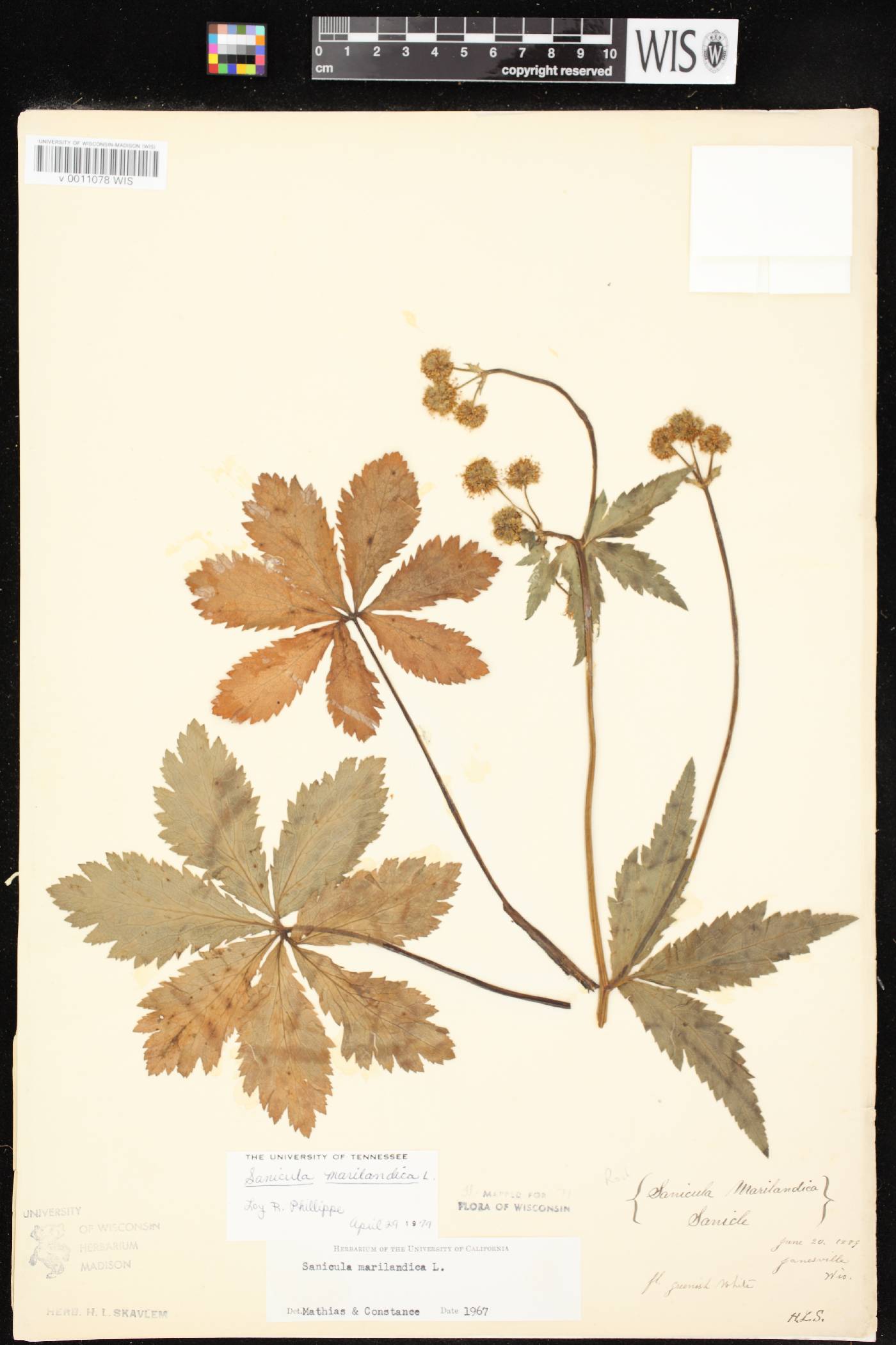 Sanicula marilandica image