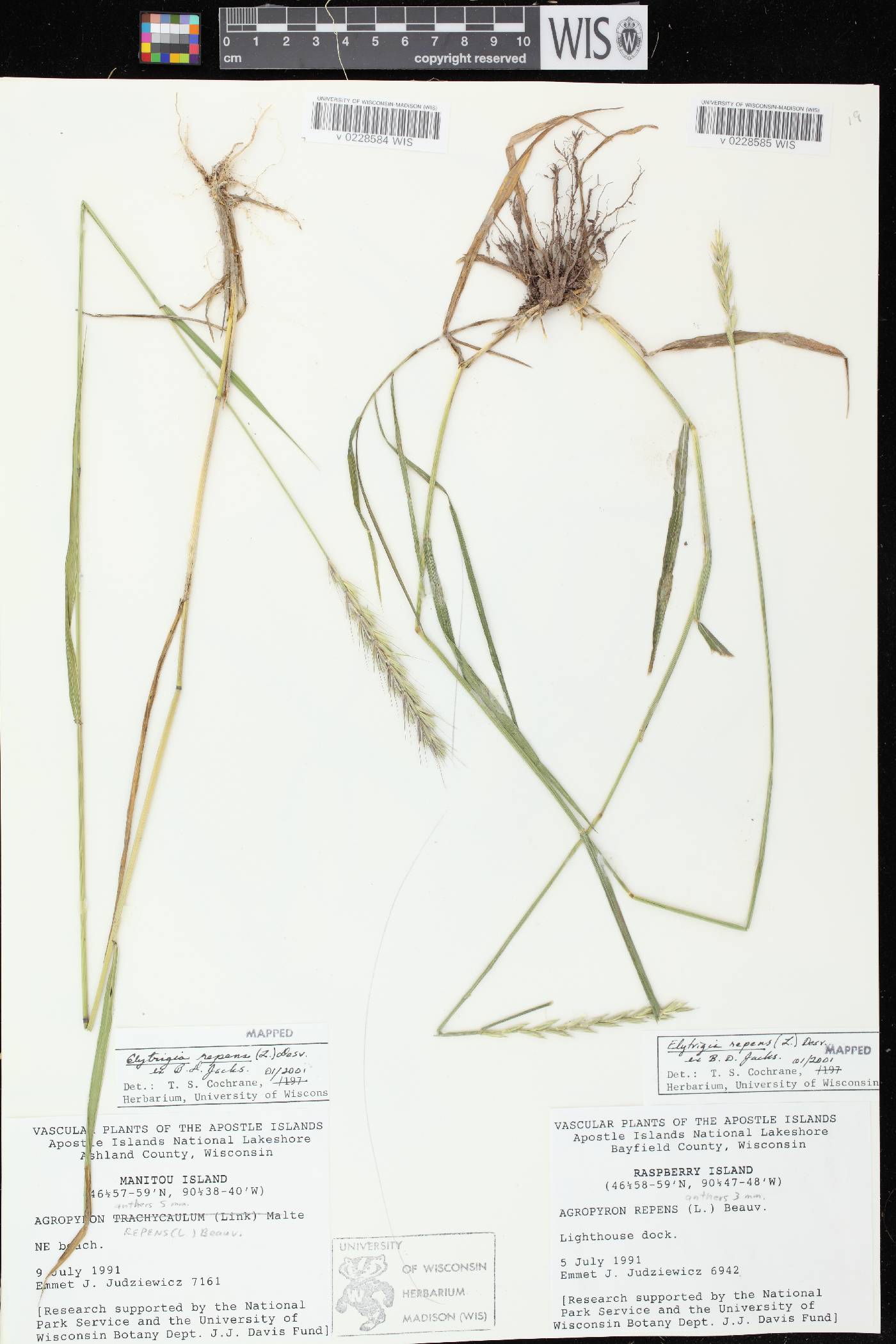 Elymus repens image