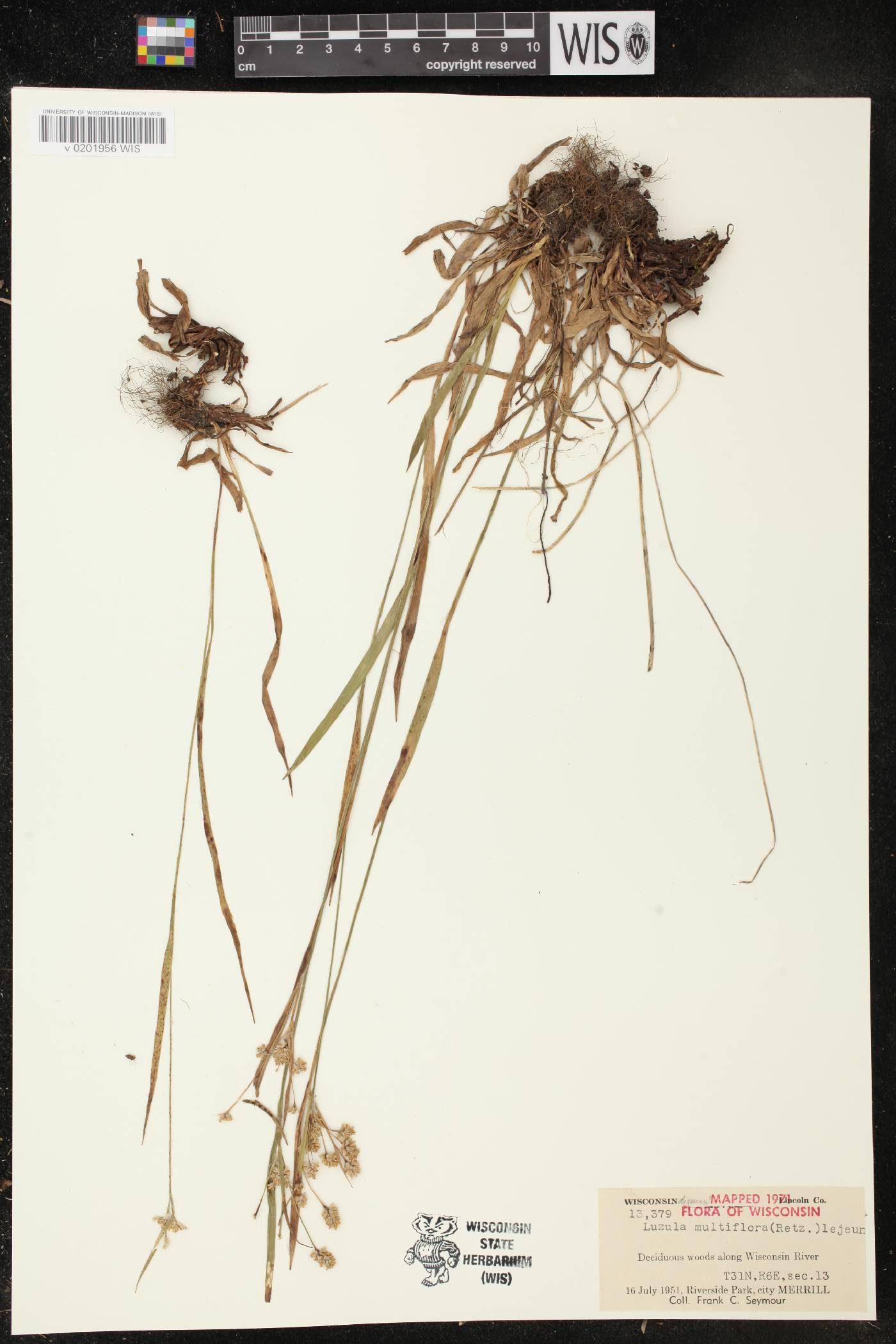 Luzula multiflora image