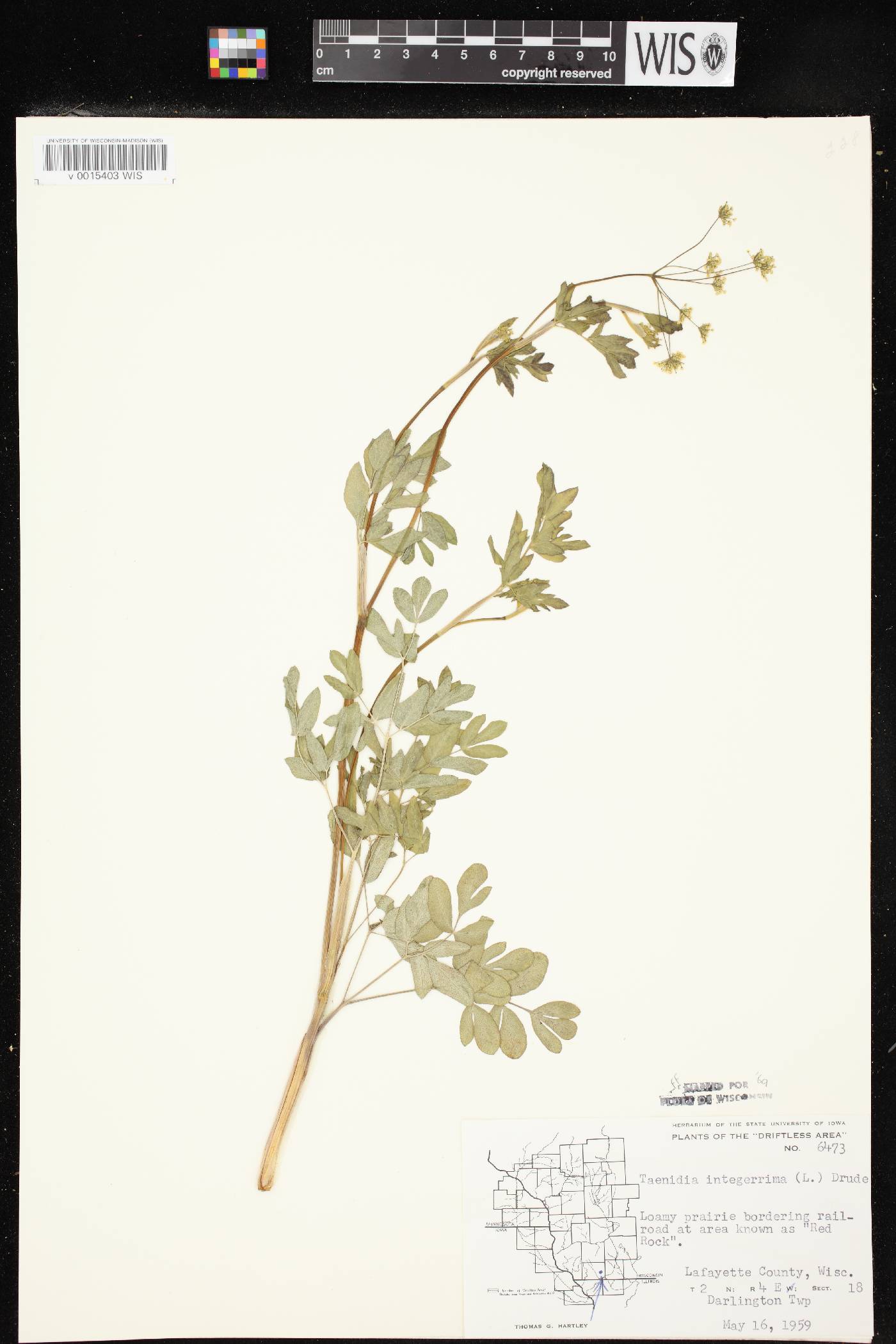 Taenidia integerrima image