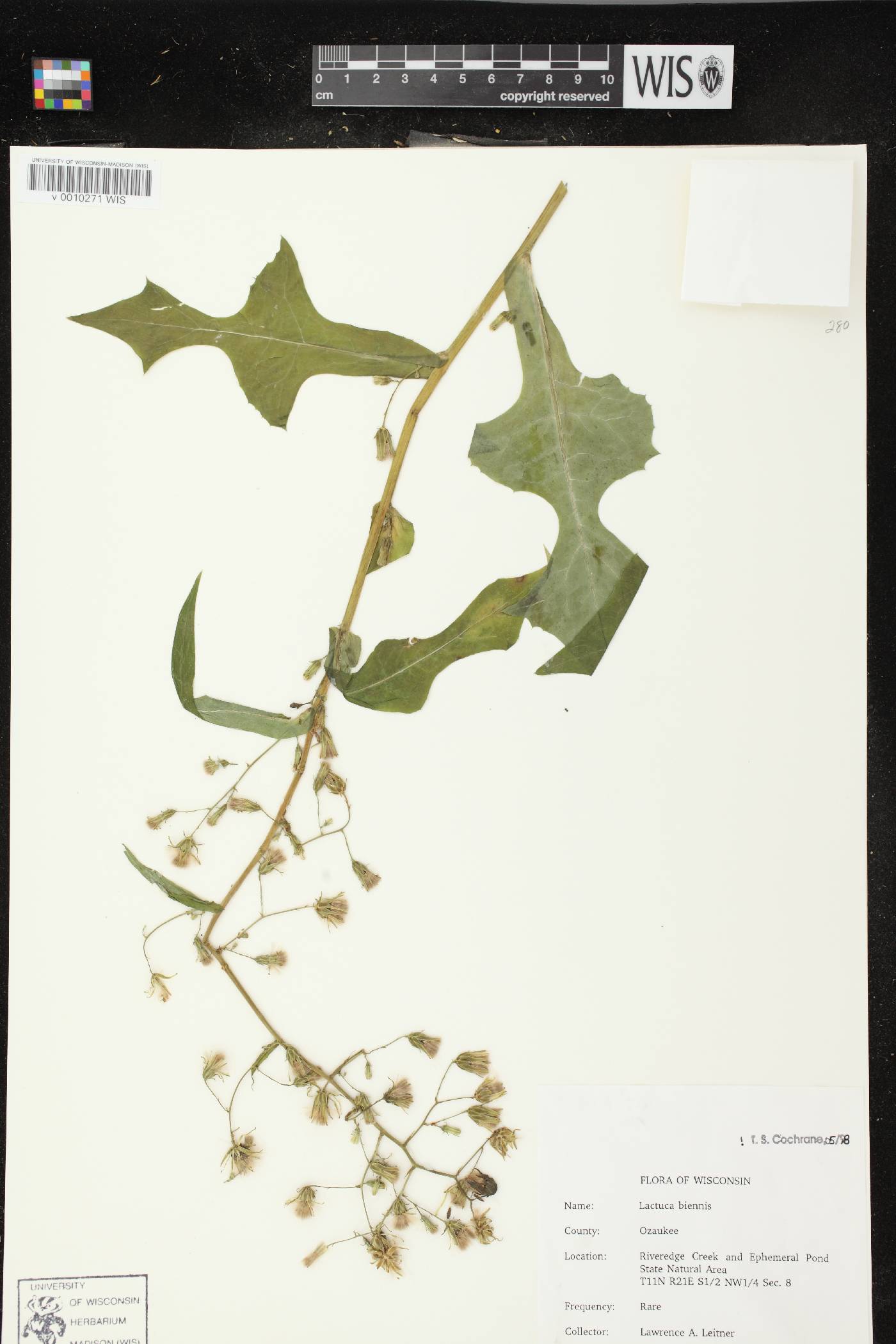 Lactuca biennis image
