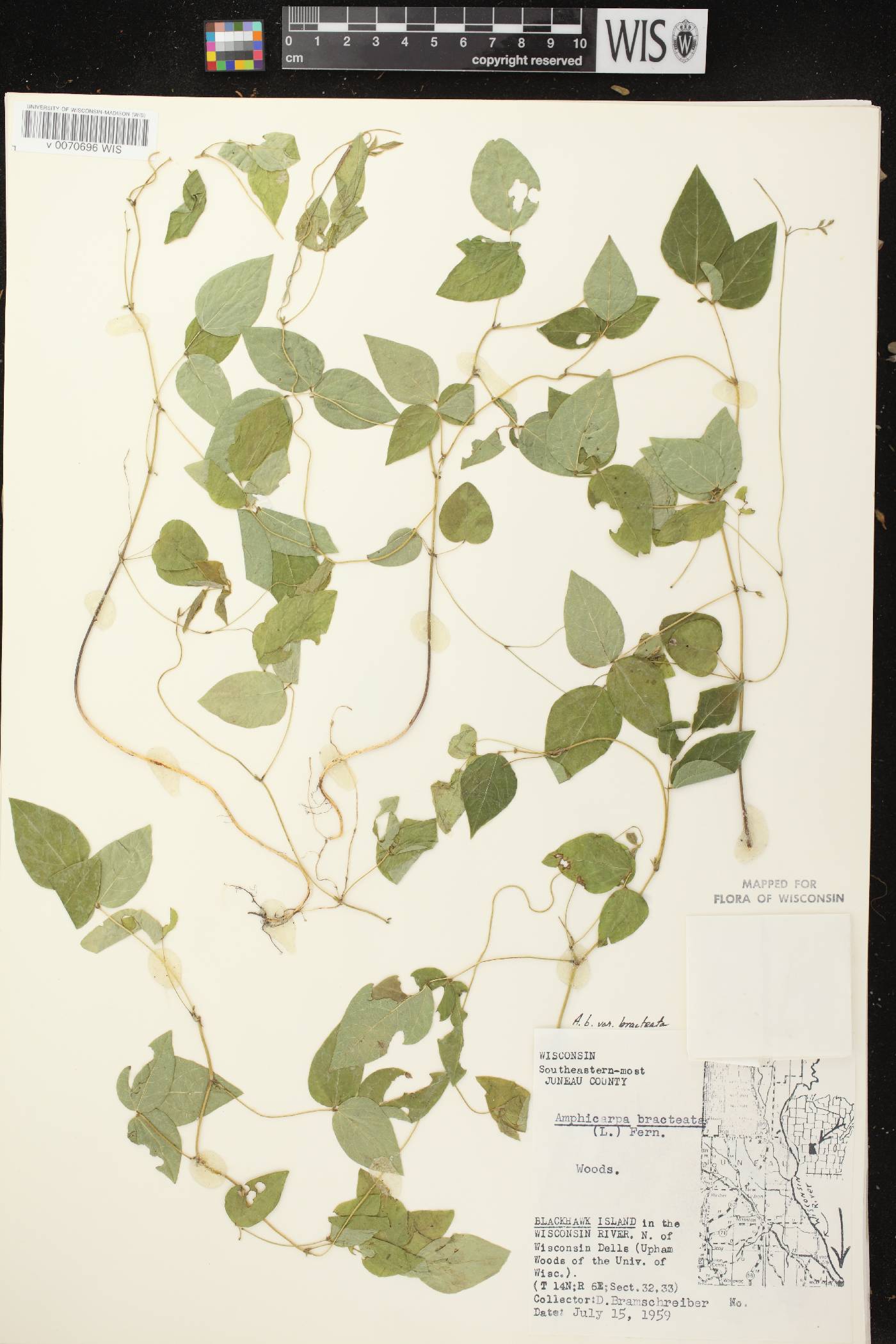 Amphicarpaea bracteata image