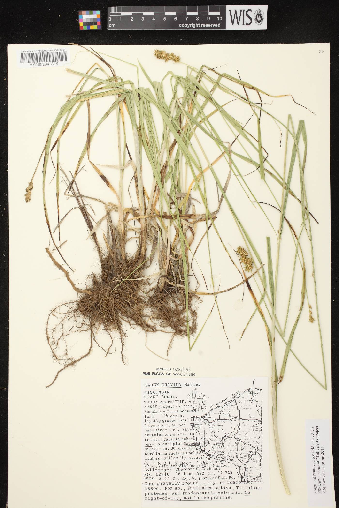Carex gravida image