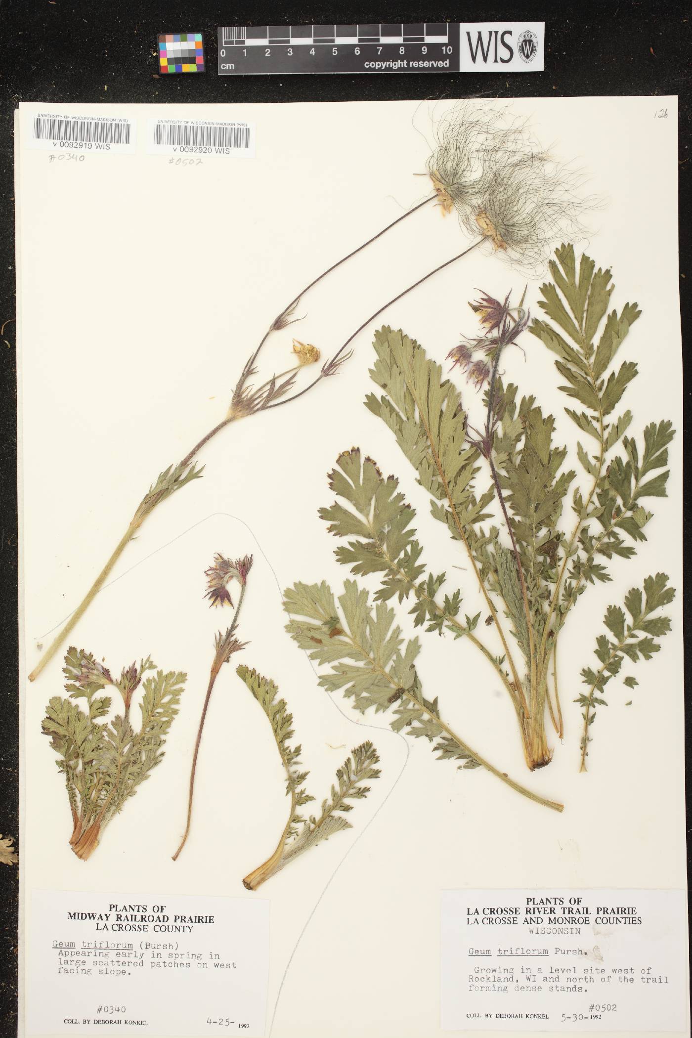 Geum triflorum var. triflorum image
