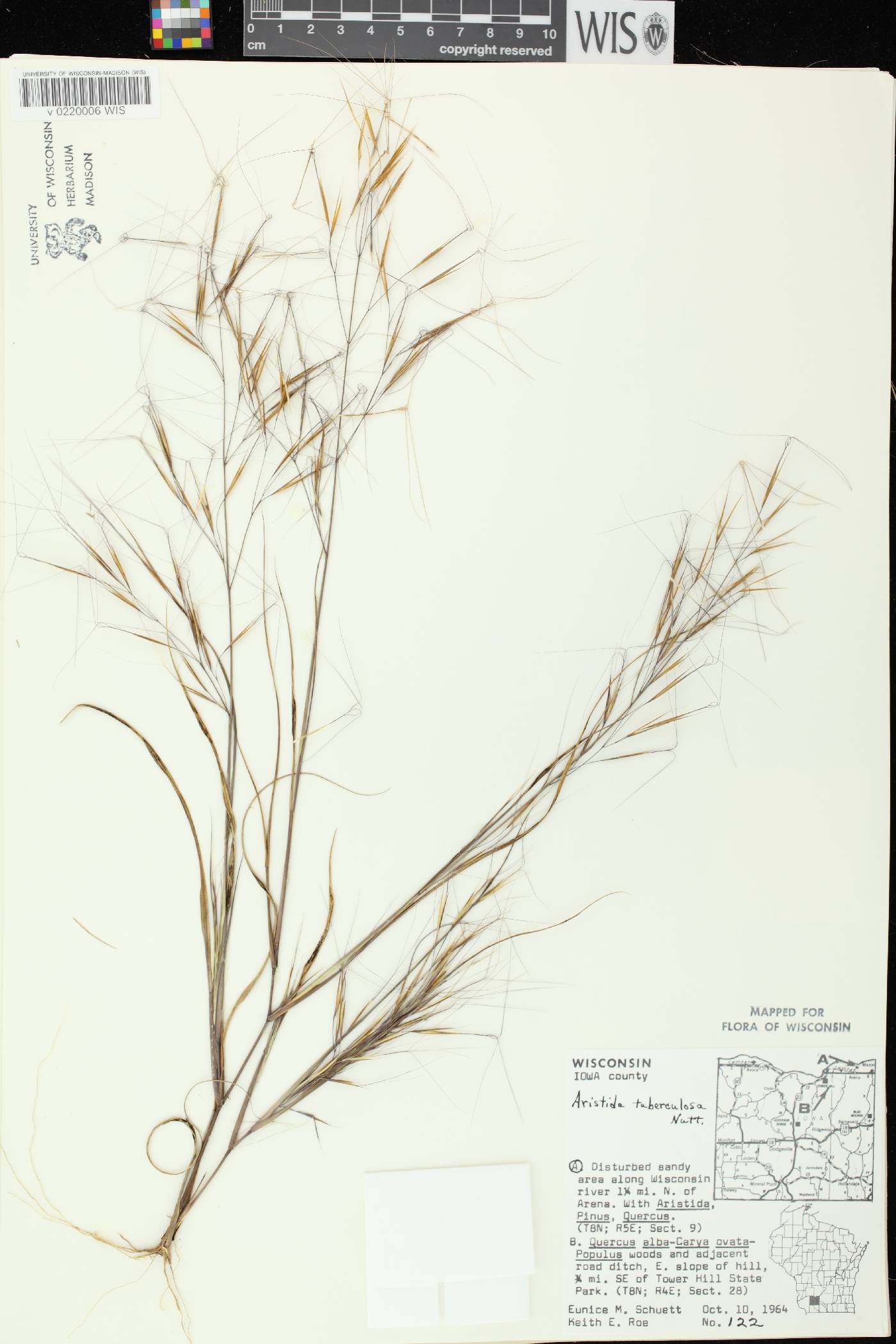 Aristida tuberculosa image