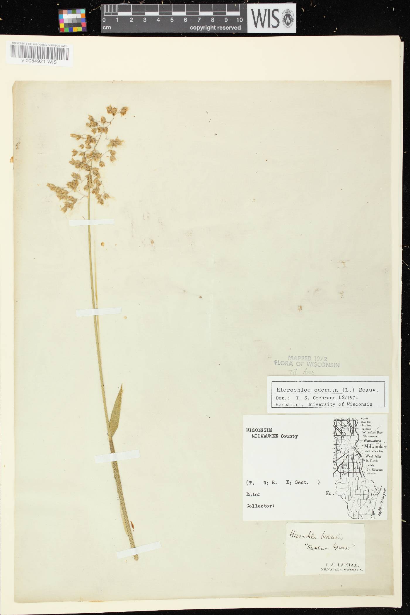 Anthoxanthum hirtum subsp. arcticum image