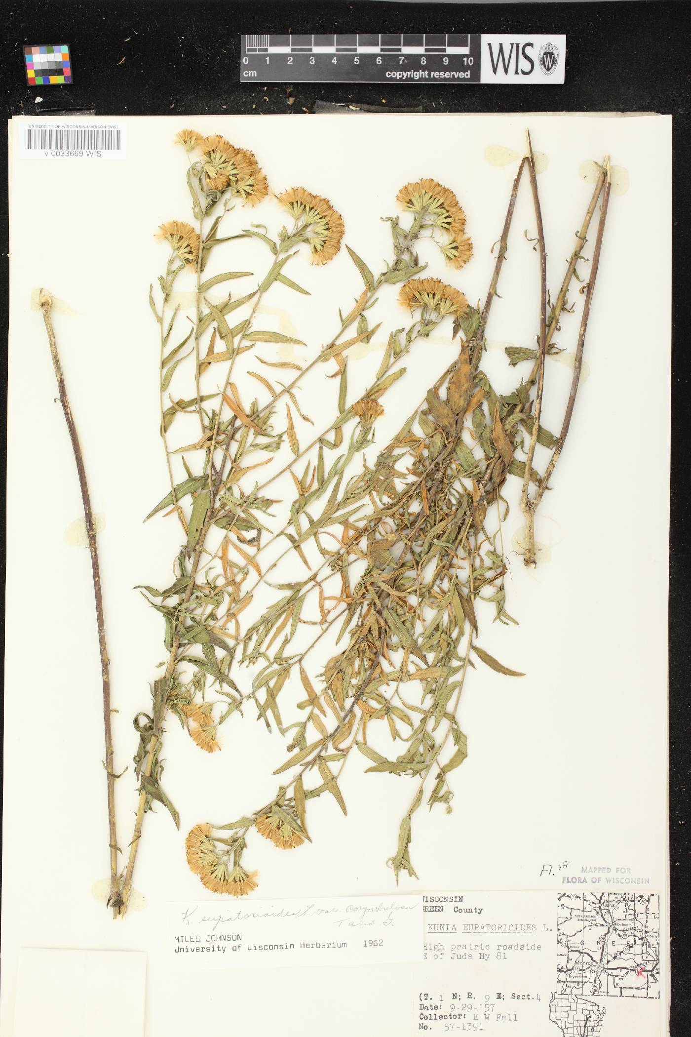 Brickellia eupatorioides image