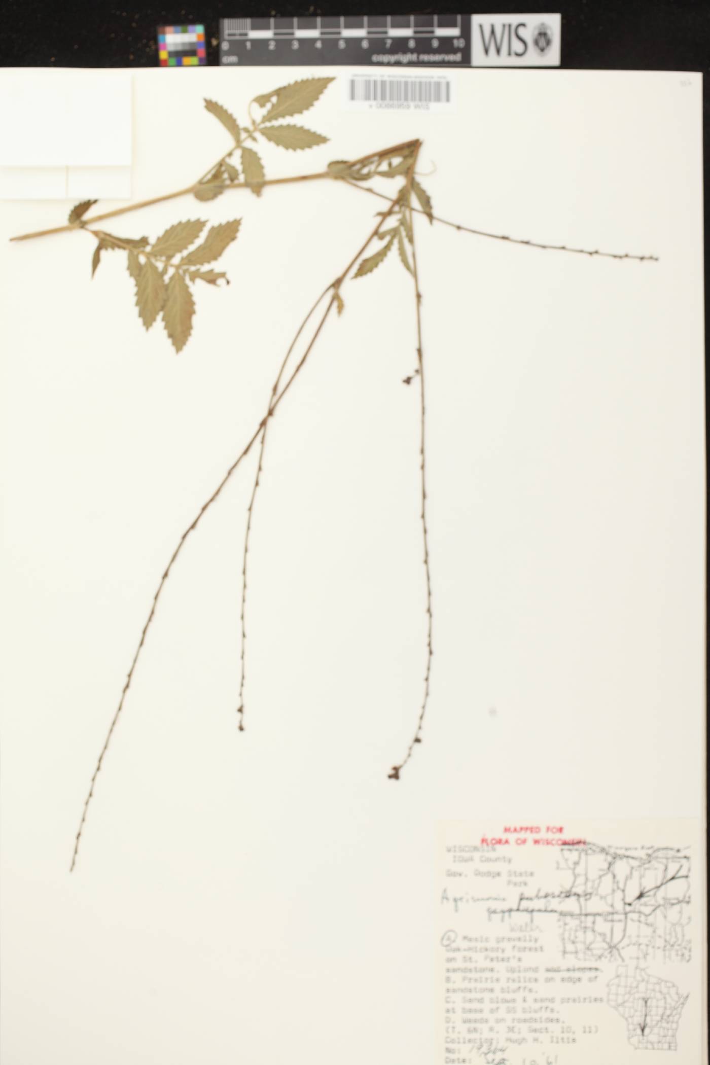 Agrimonia pubescens image