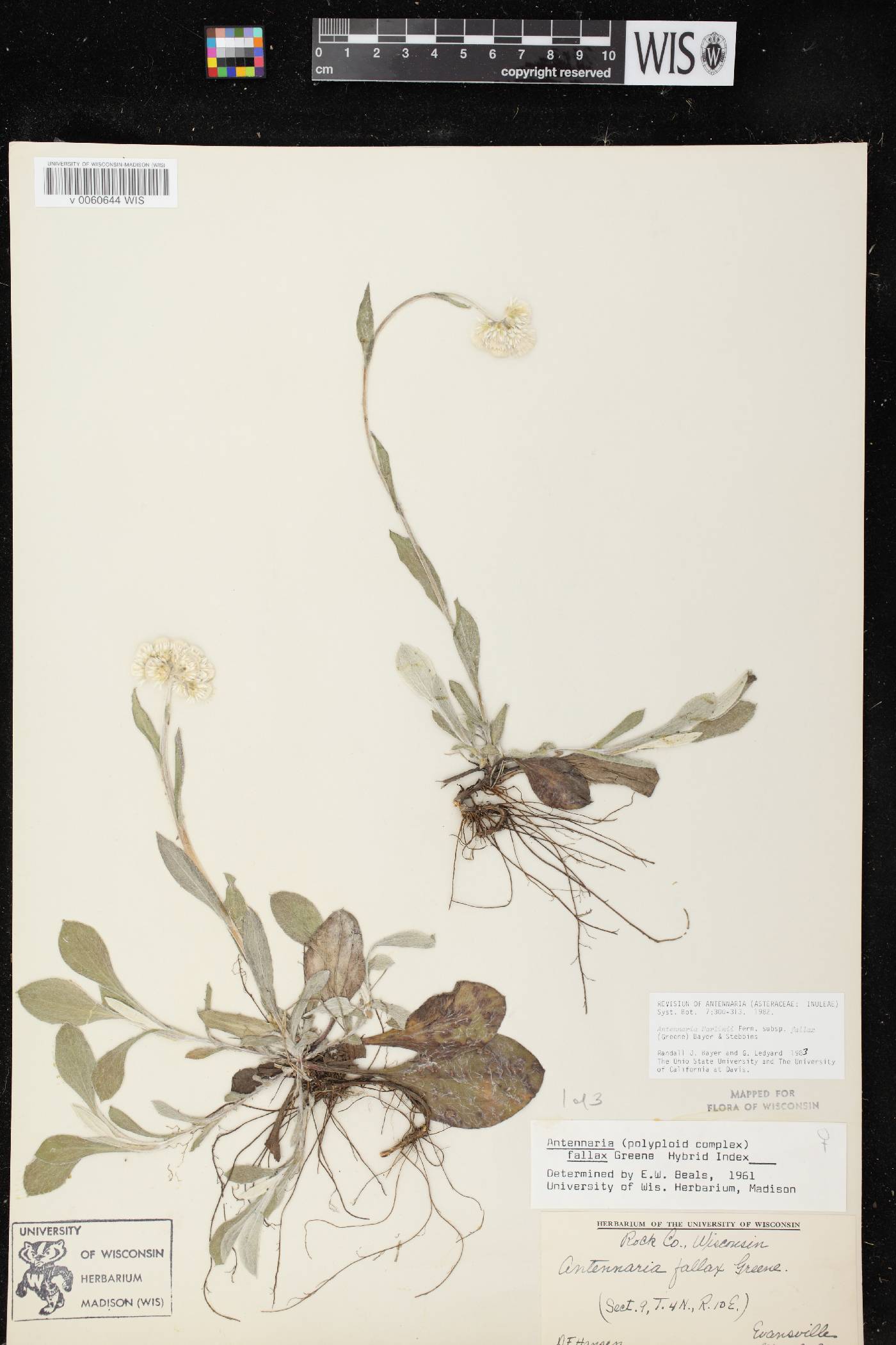 Antennaria parlinii subsp. fallax image