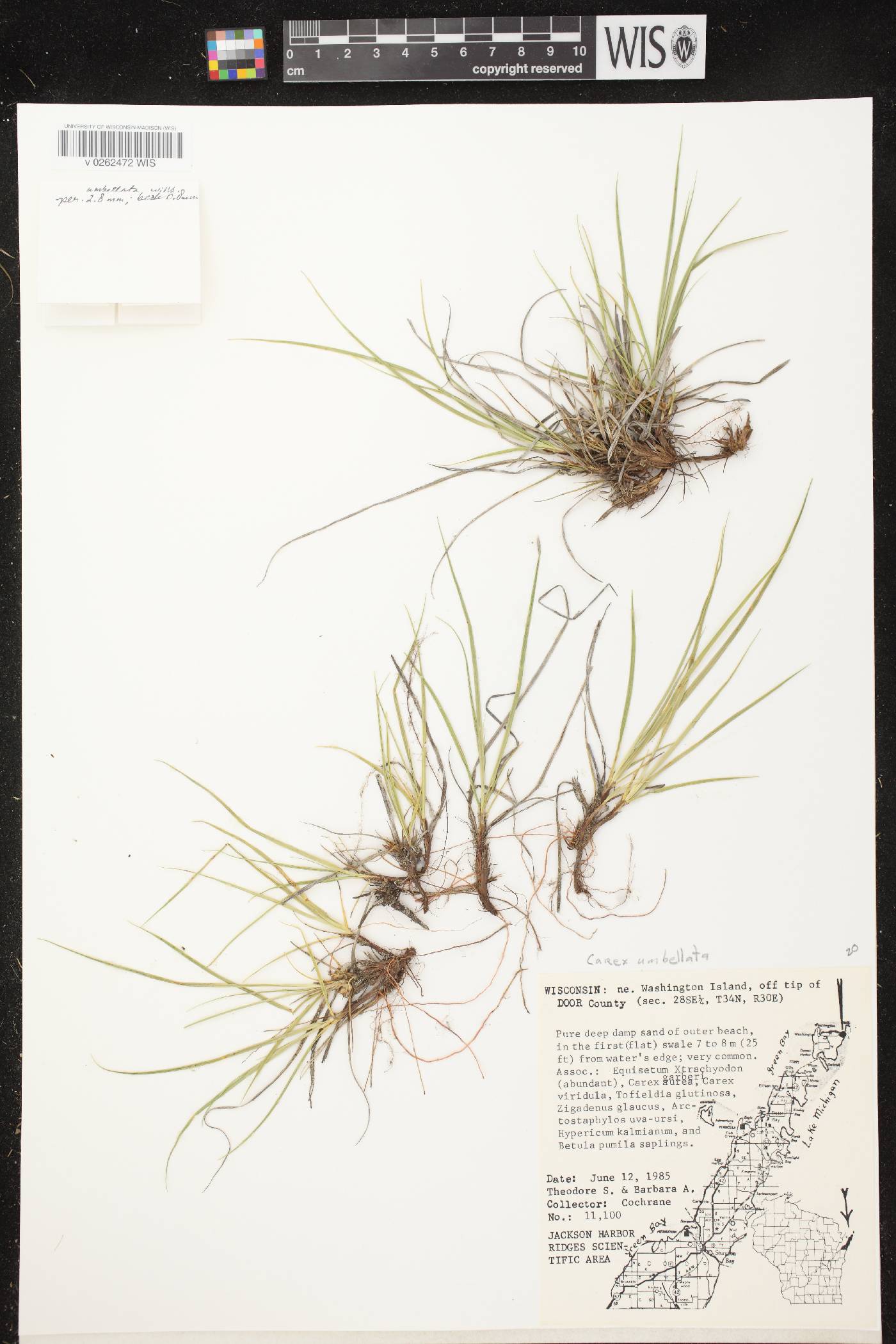 Carex umbellata image