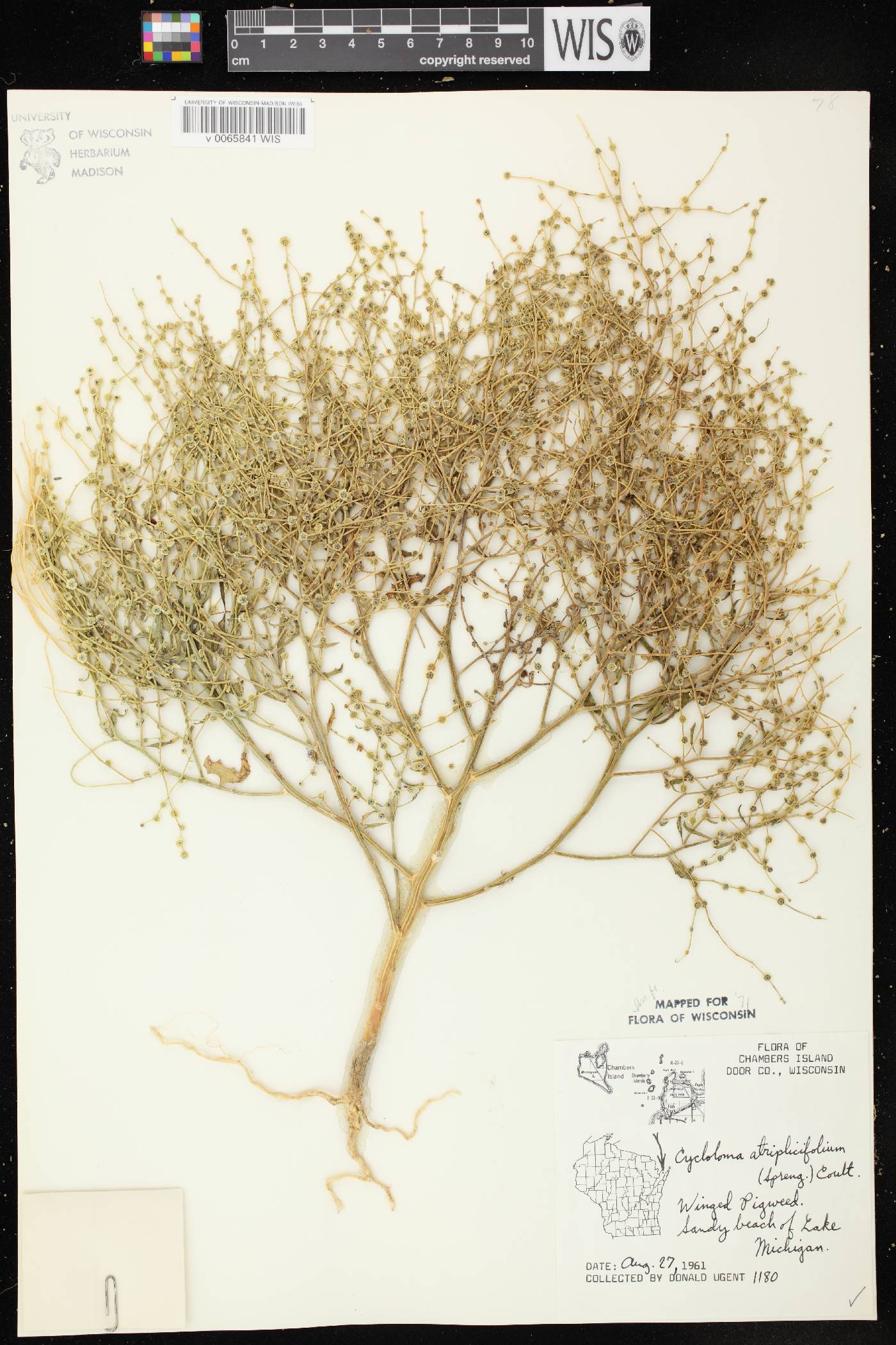 Cycloloma atriplicifolium image