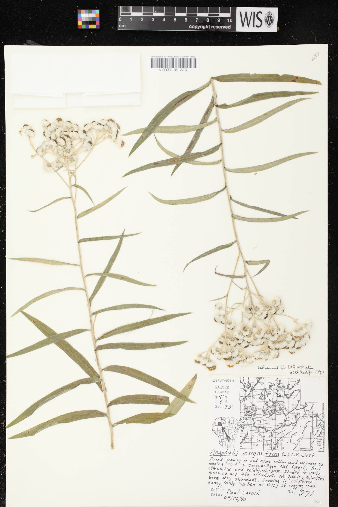 Anaphalis margaritacea image