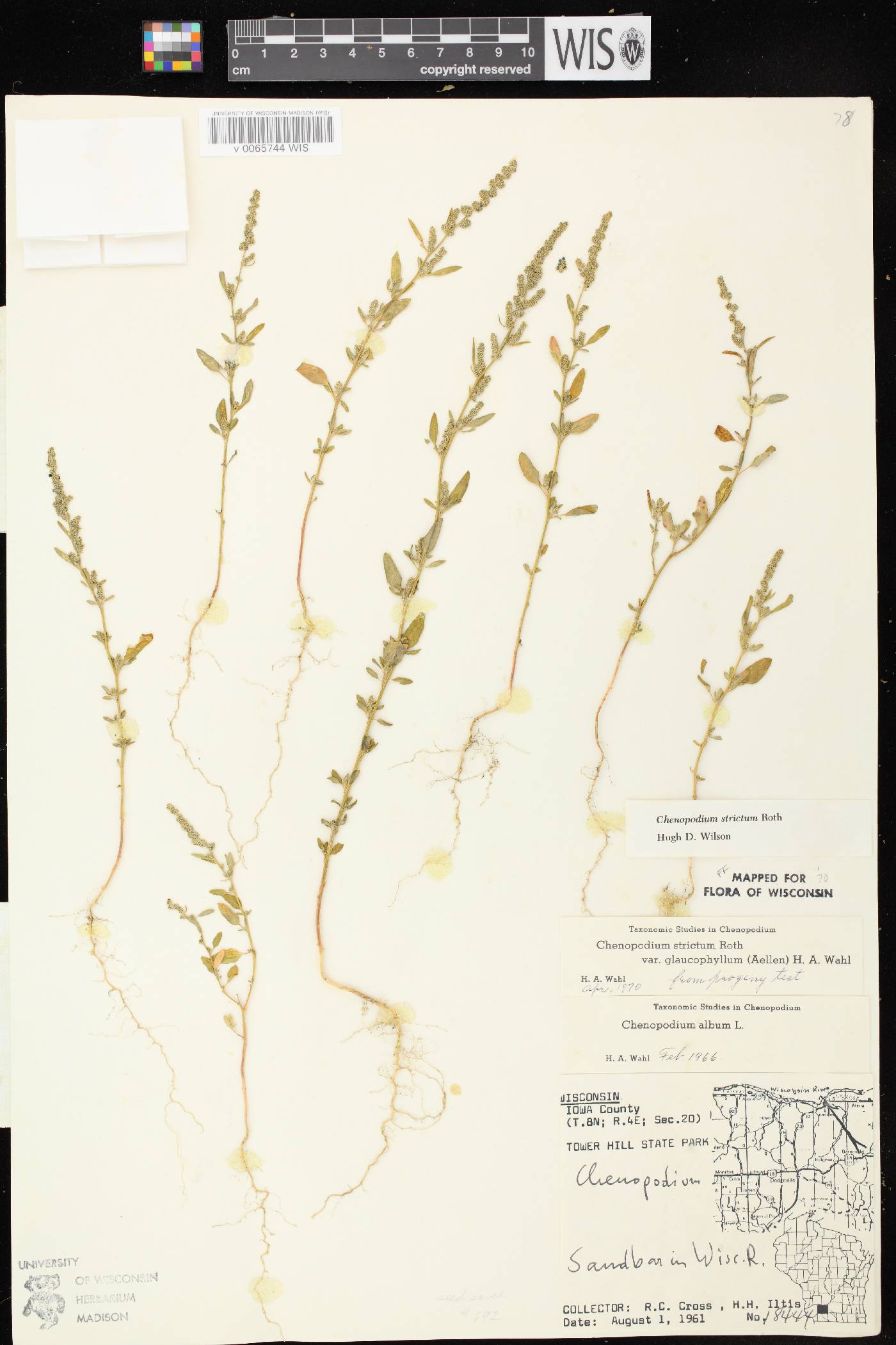 Chenopodium strictum image