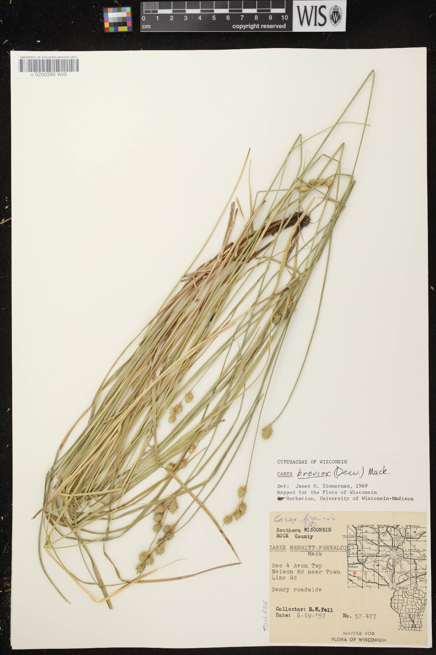 Carex brevior image