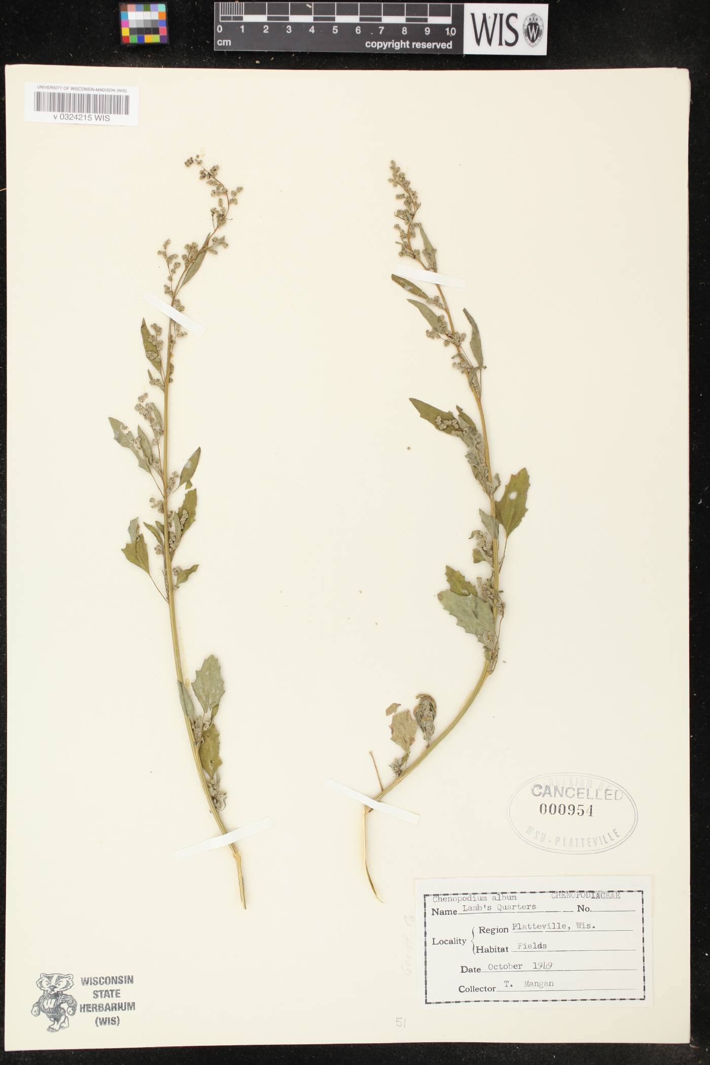 Chenopodium album image