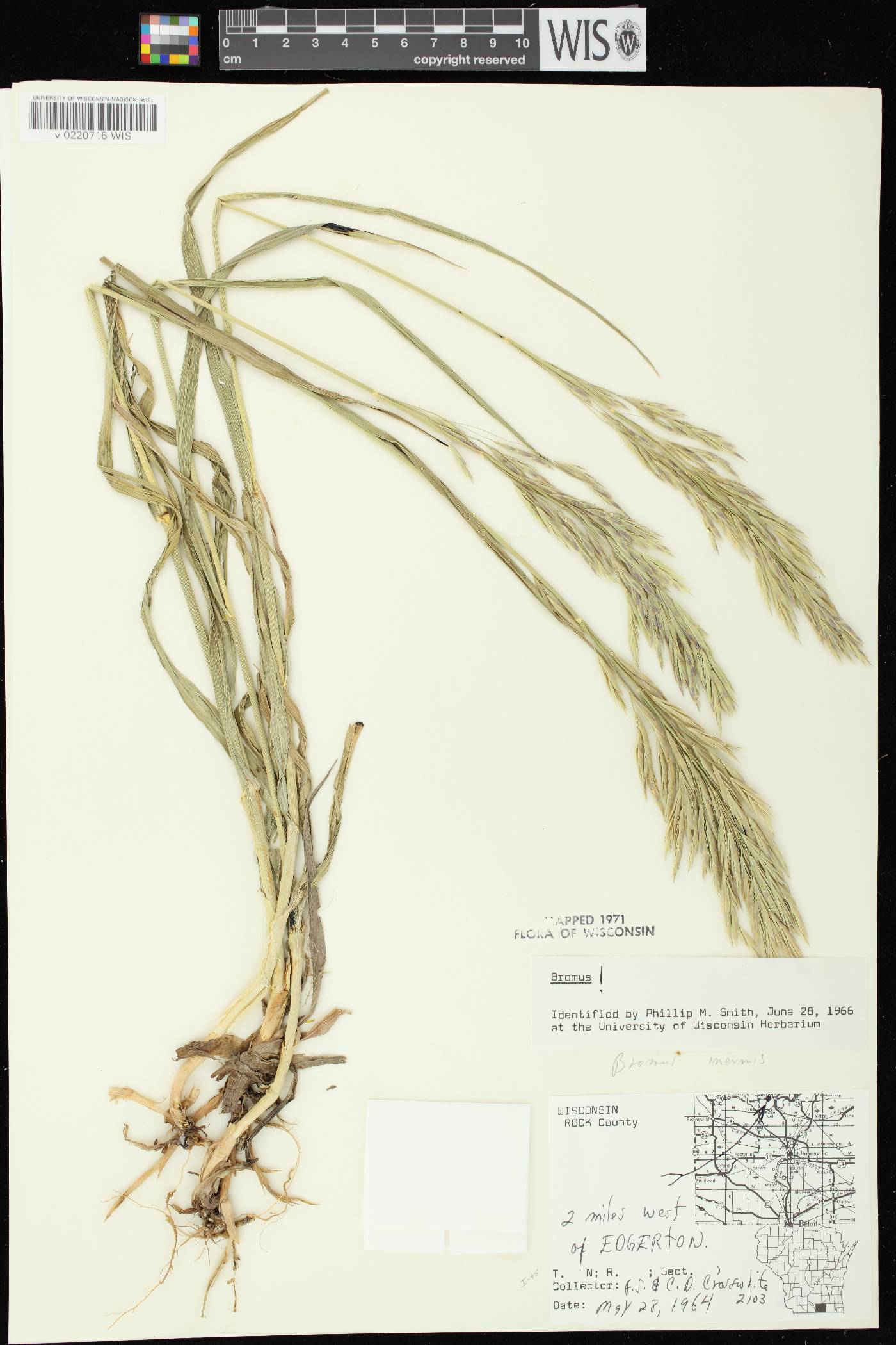 Bromus inermis image