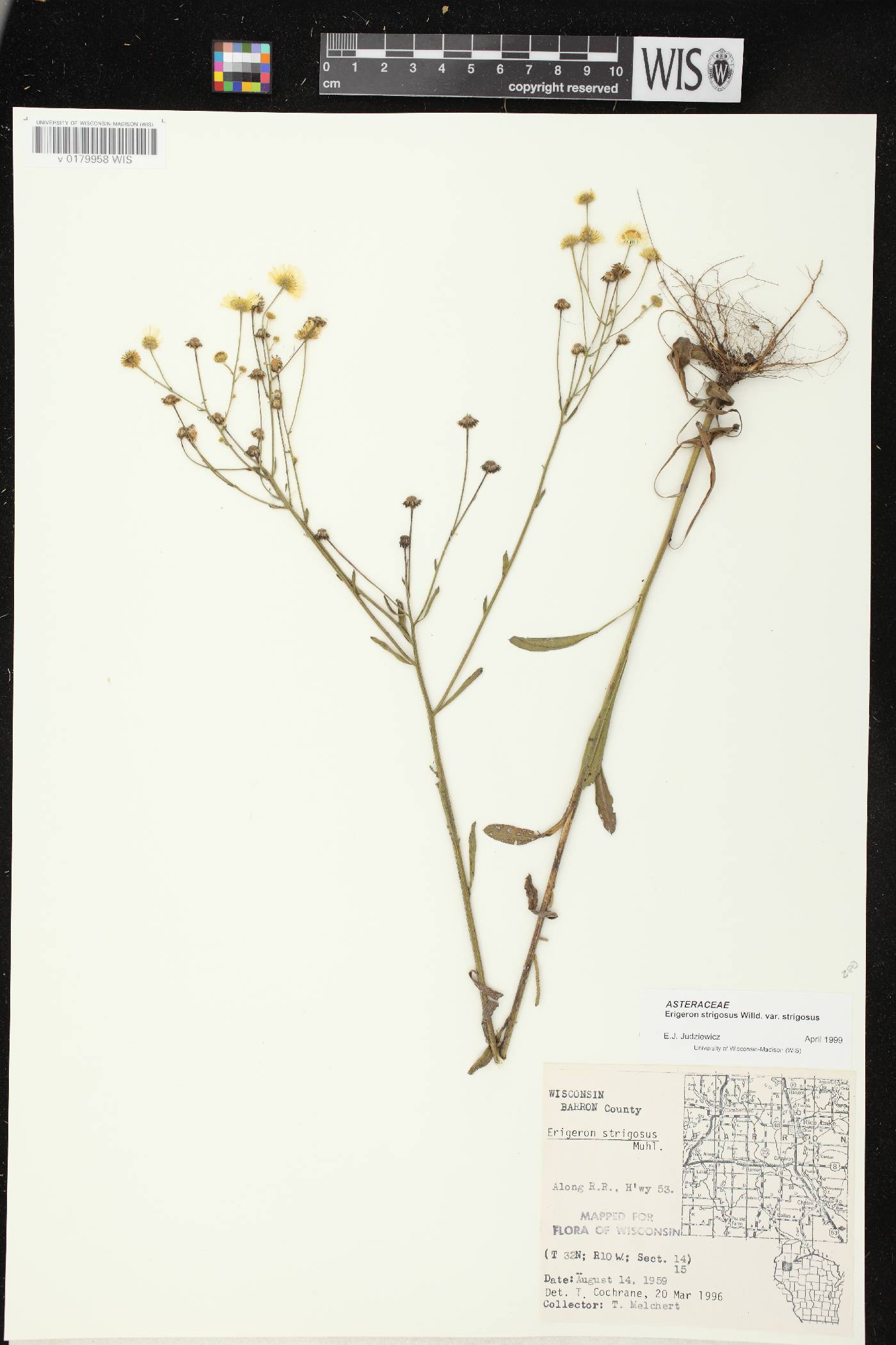 Erigeron strigosus image