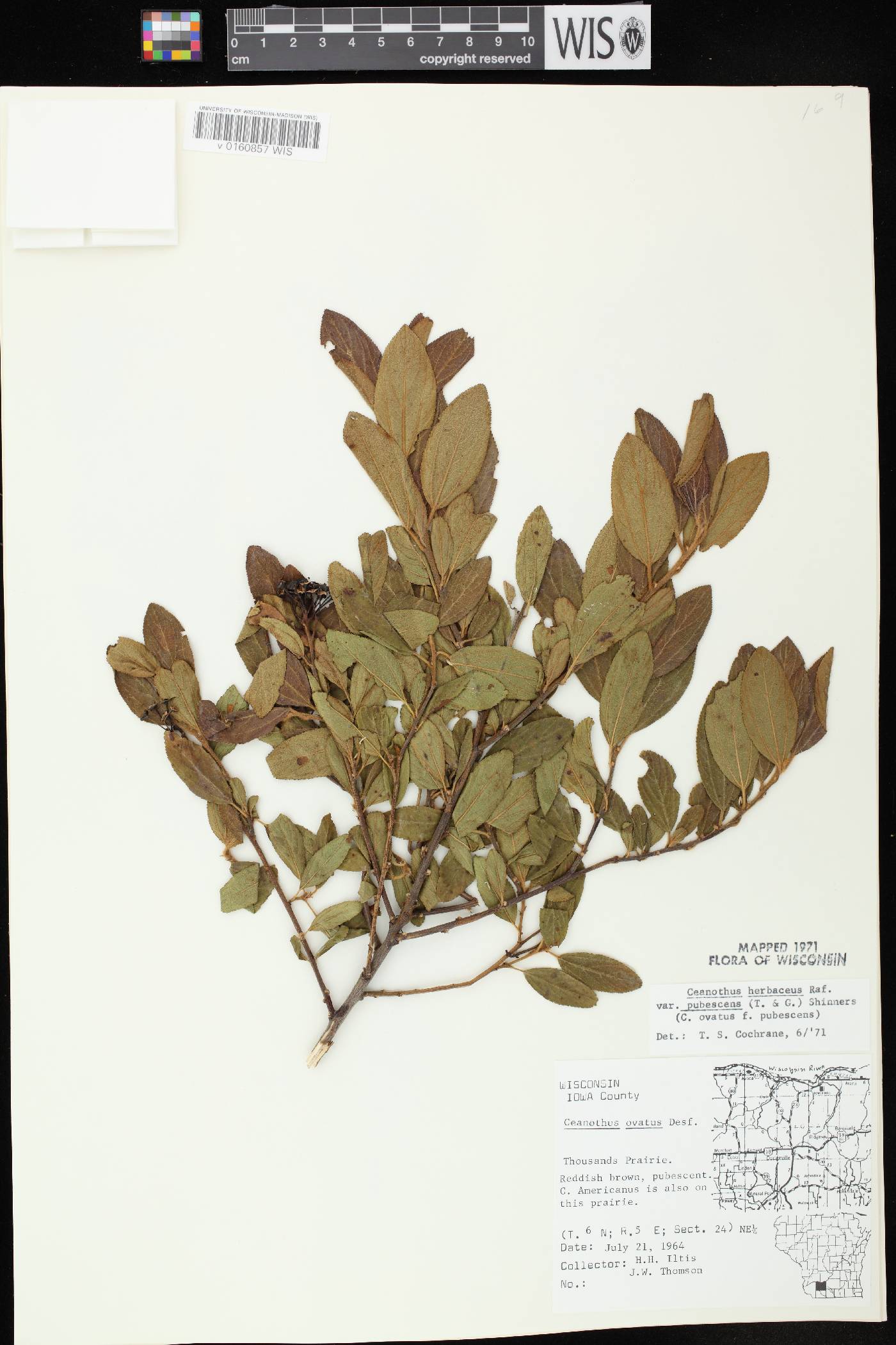 Ceanothus herbaceus image