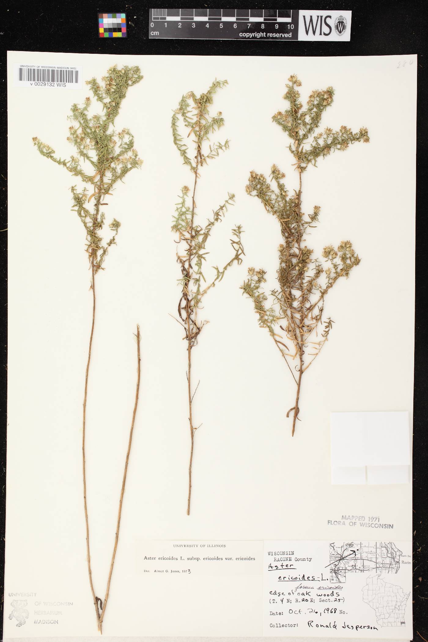 Symphyotrichum ericoides var. ericoides image