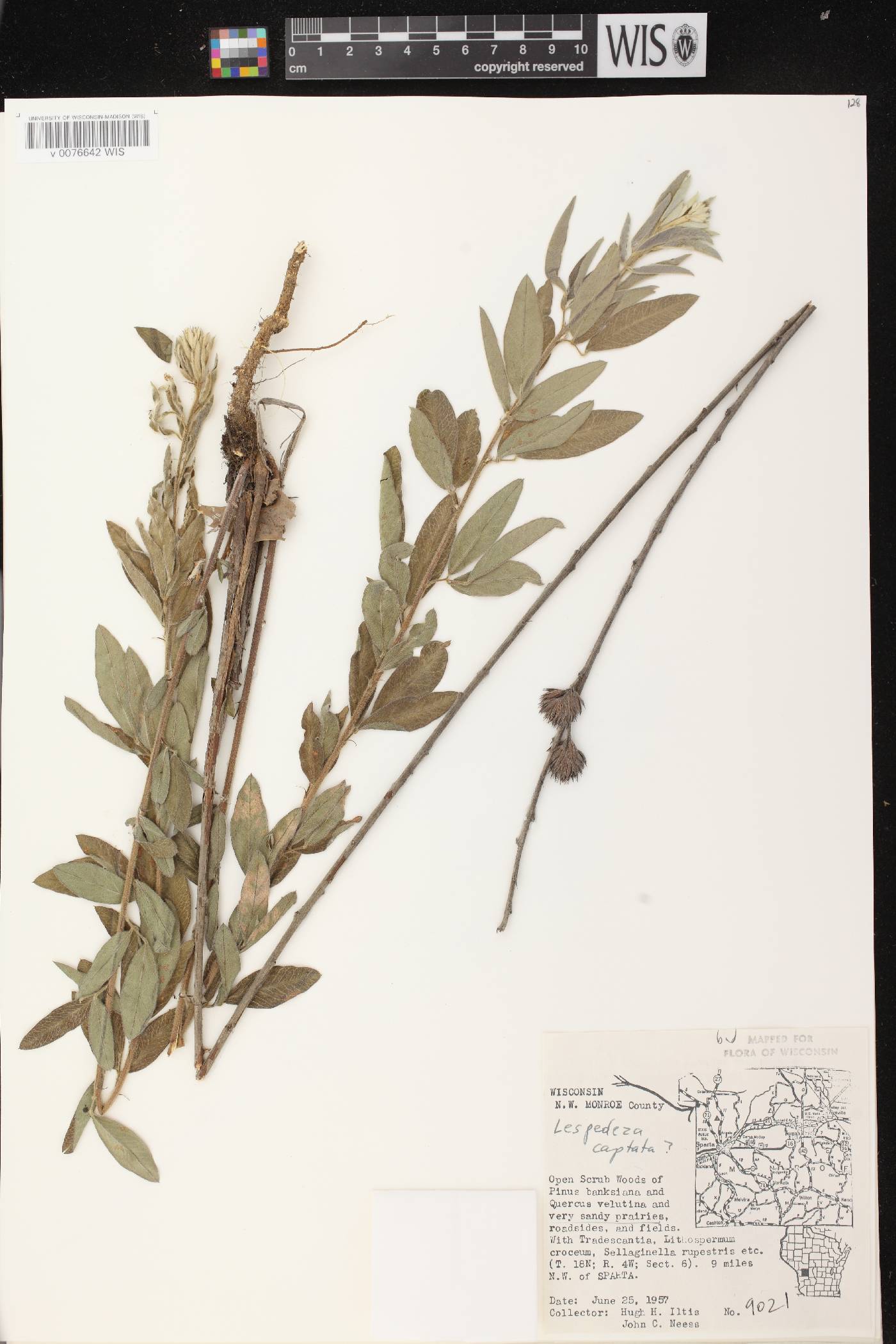 Lespedeza capitata image