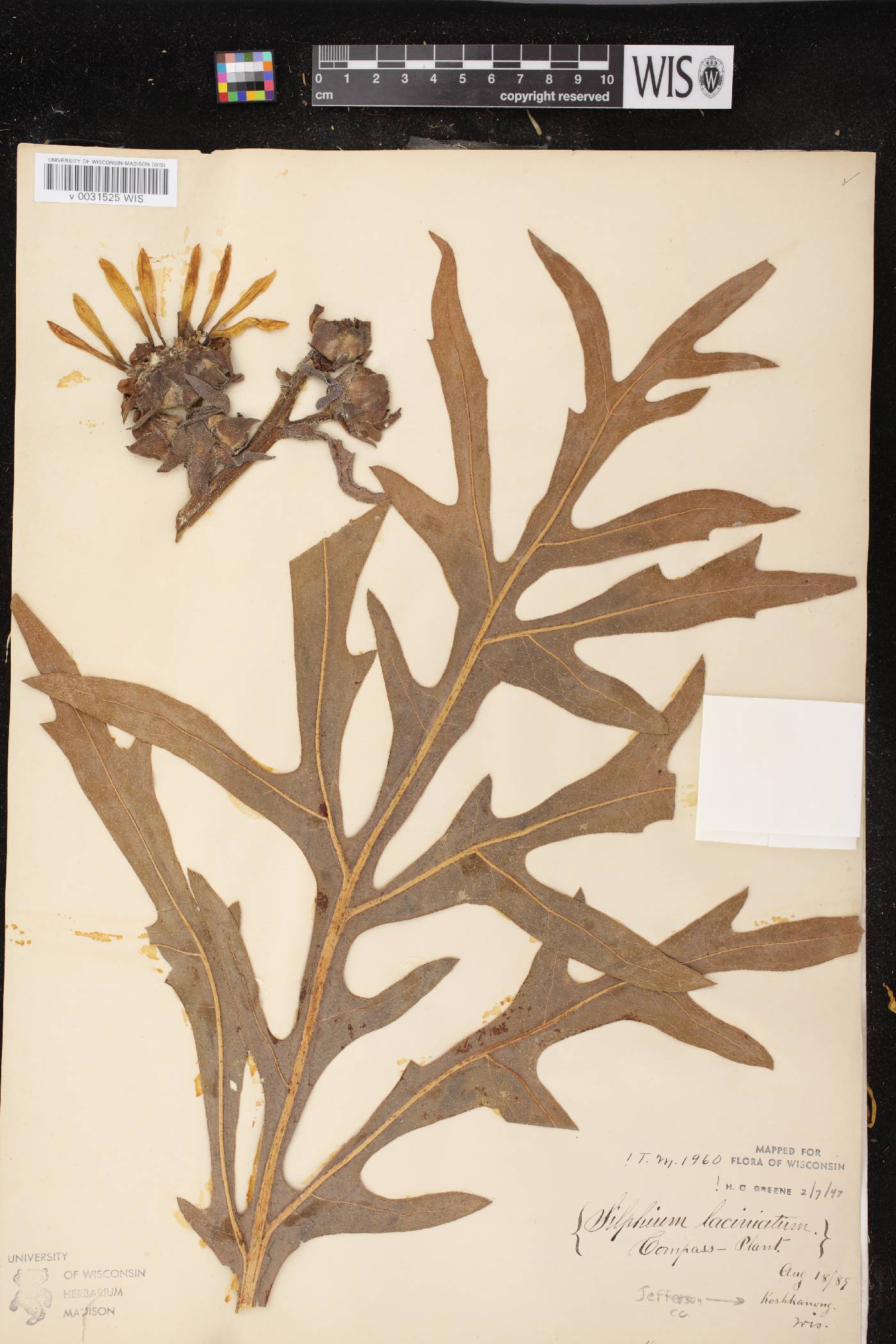 Silphium laciniatum image