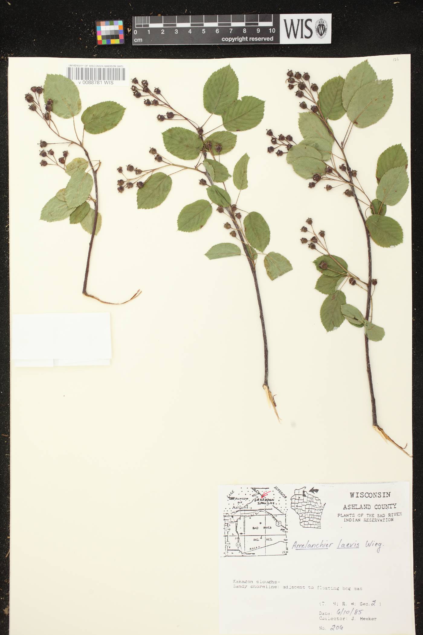 Amelanchier laevis image