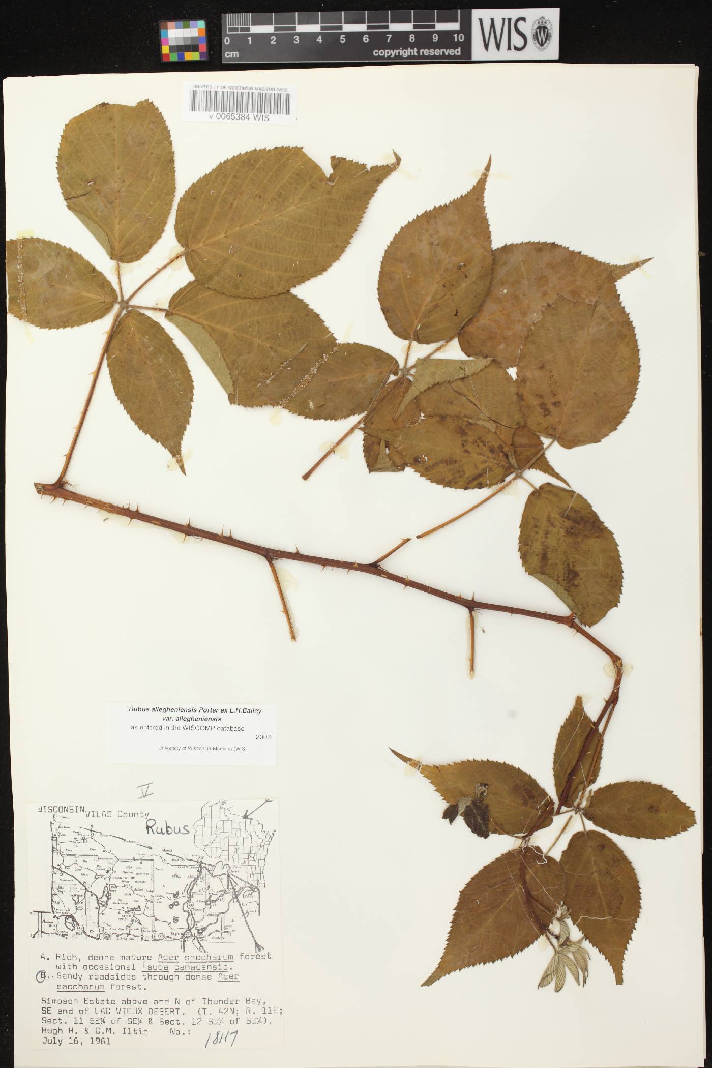 Rubus allegheniensis image