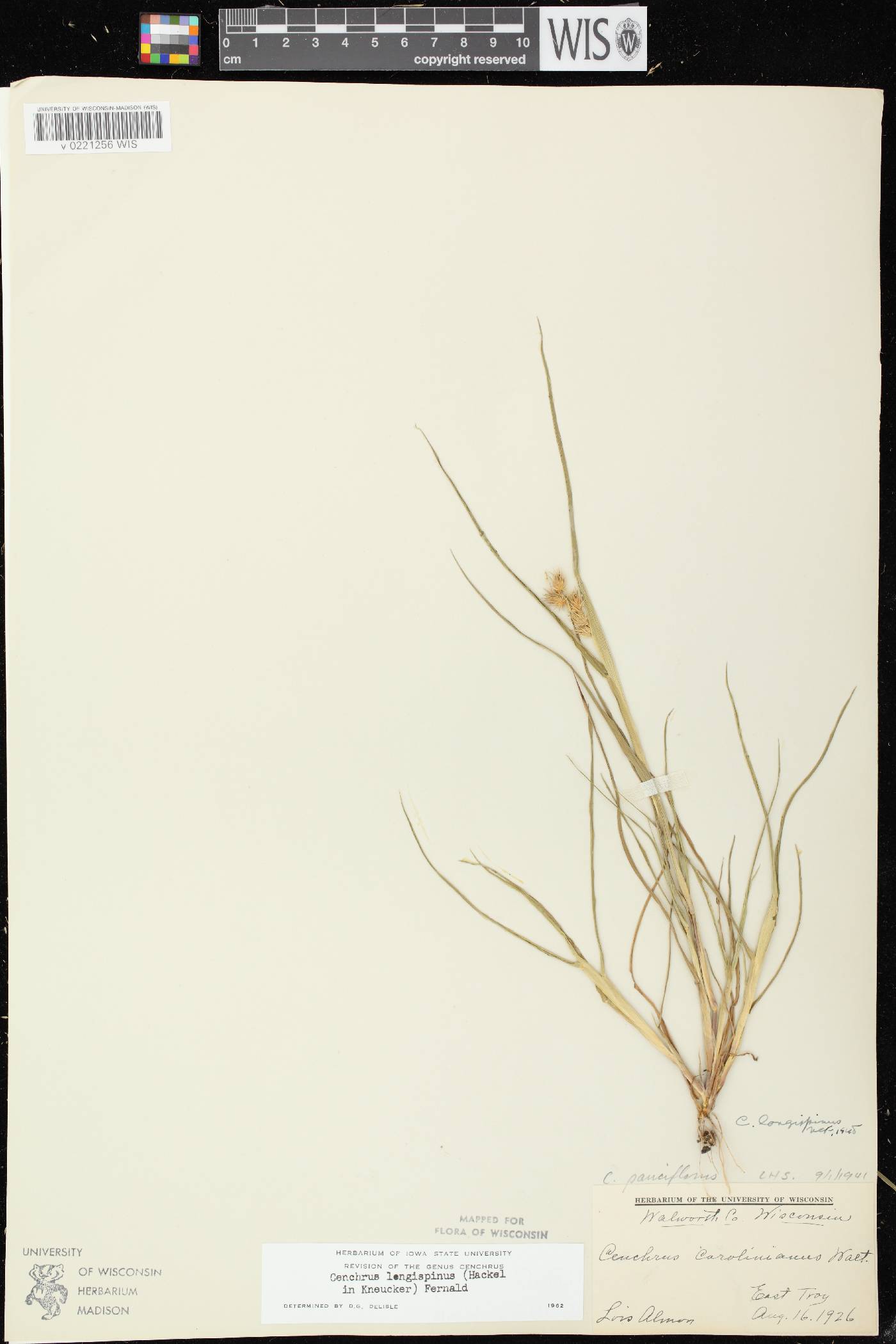 Cenchrus longispinus image