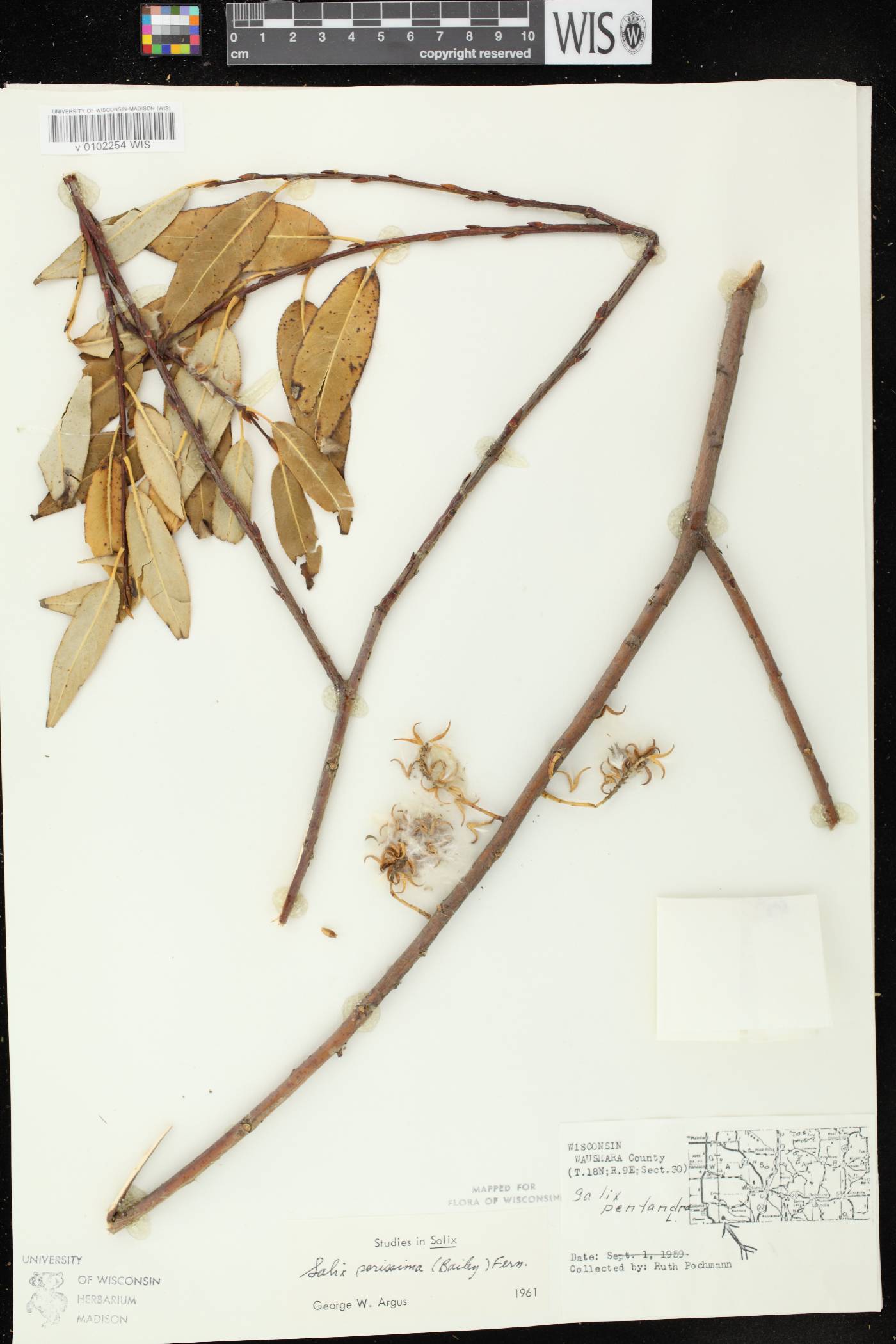 Salix serissima image