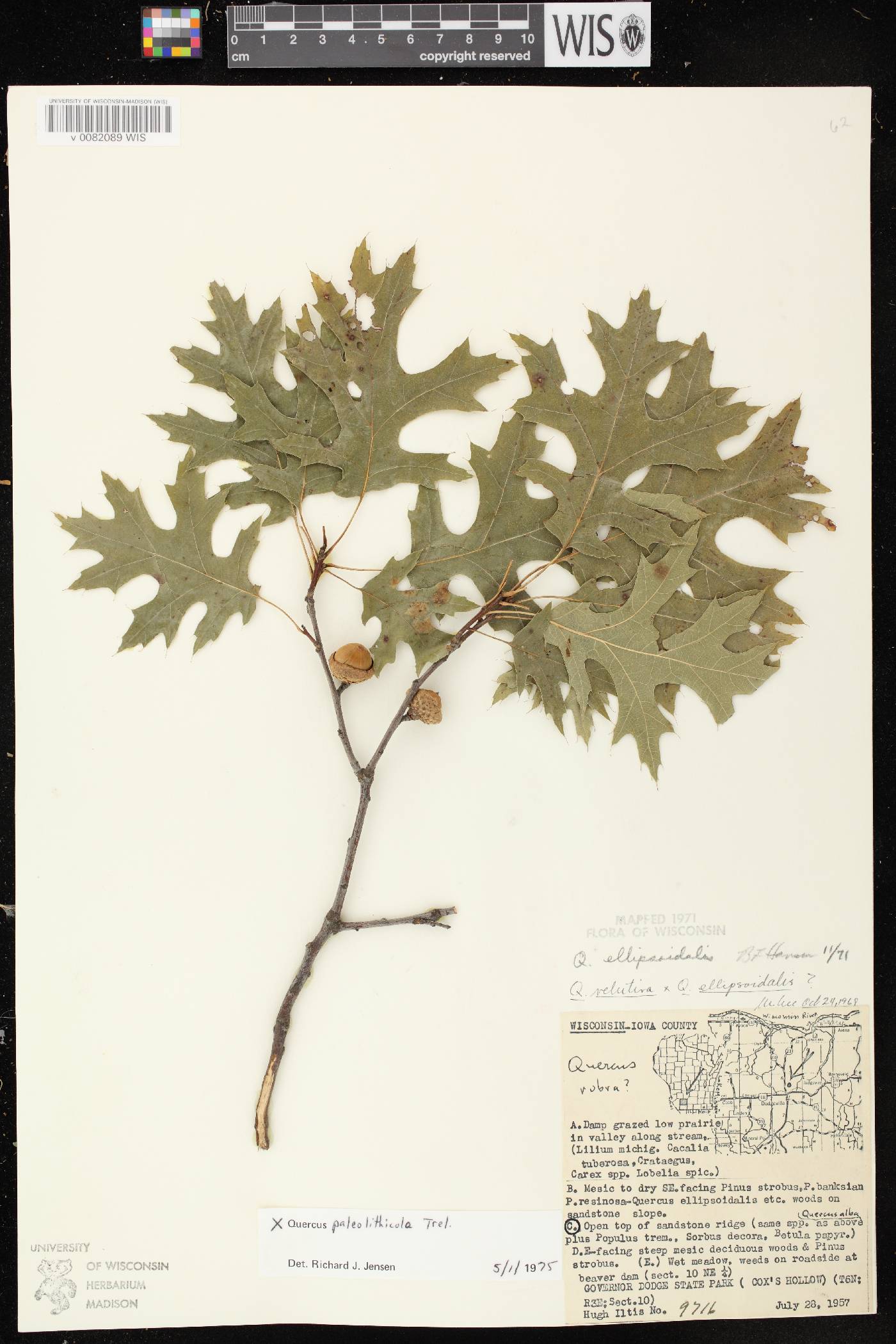 Quercus x palaeolithicola image