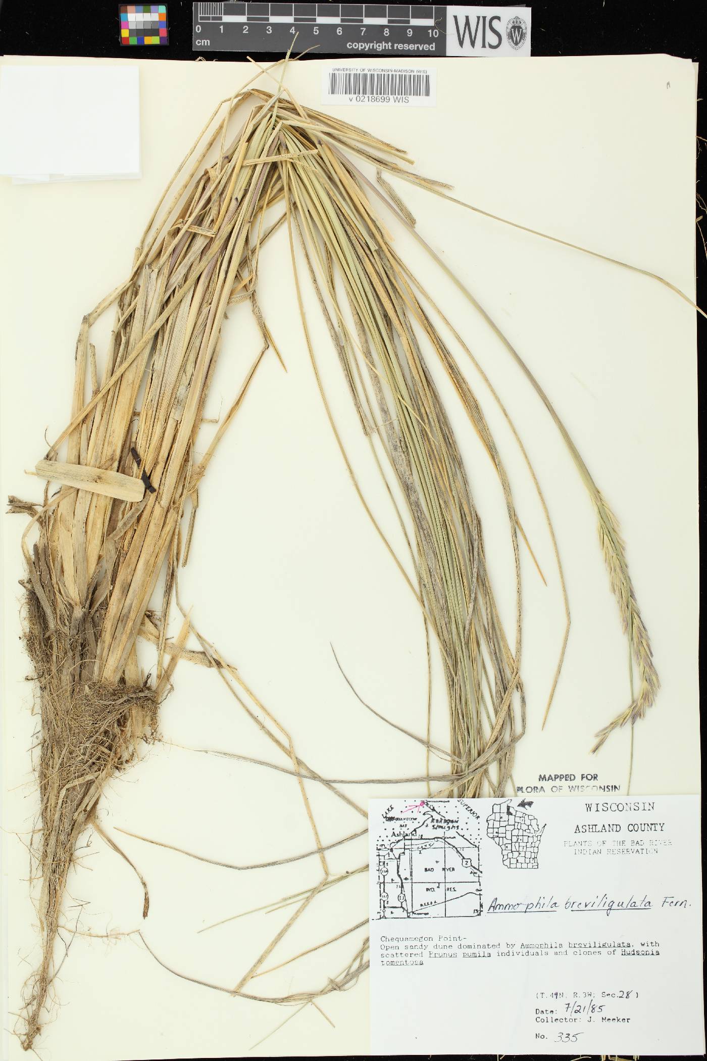 Ammophila breviligulata image