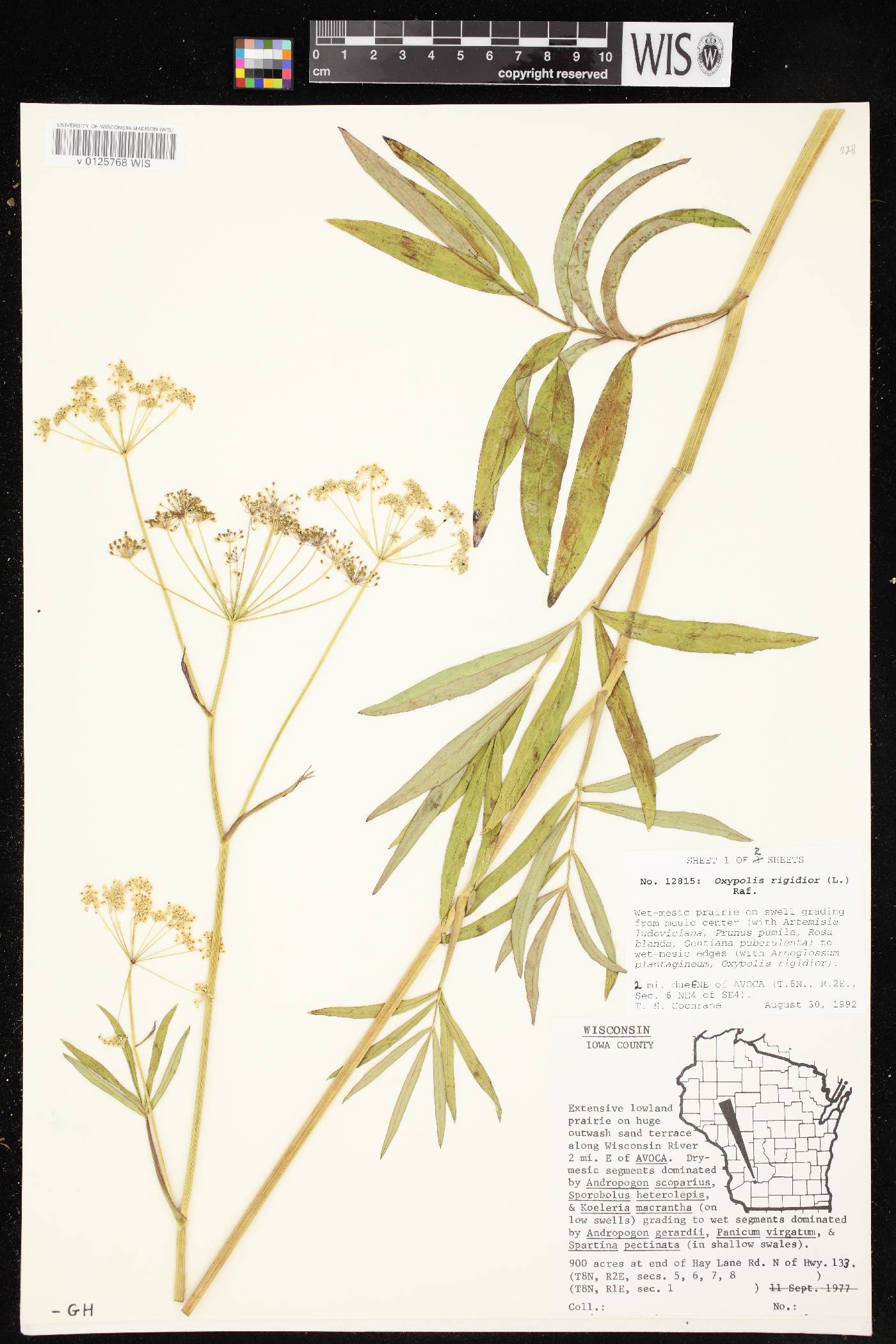 Oxypolis rigidior image