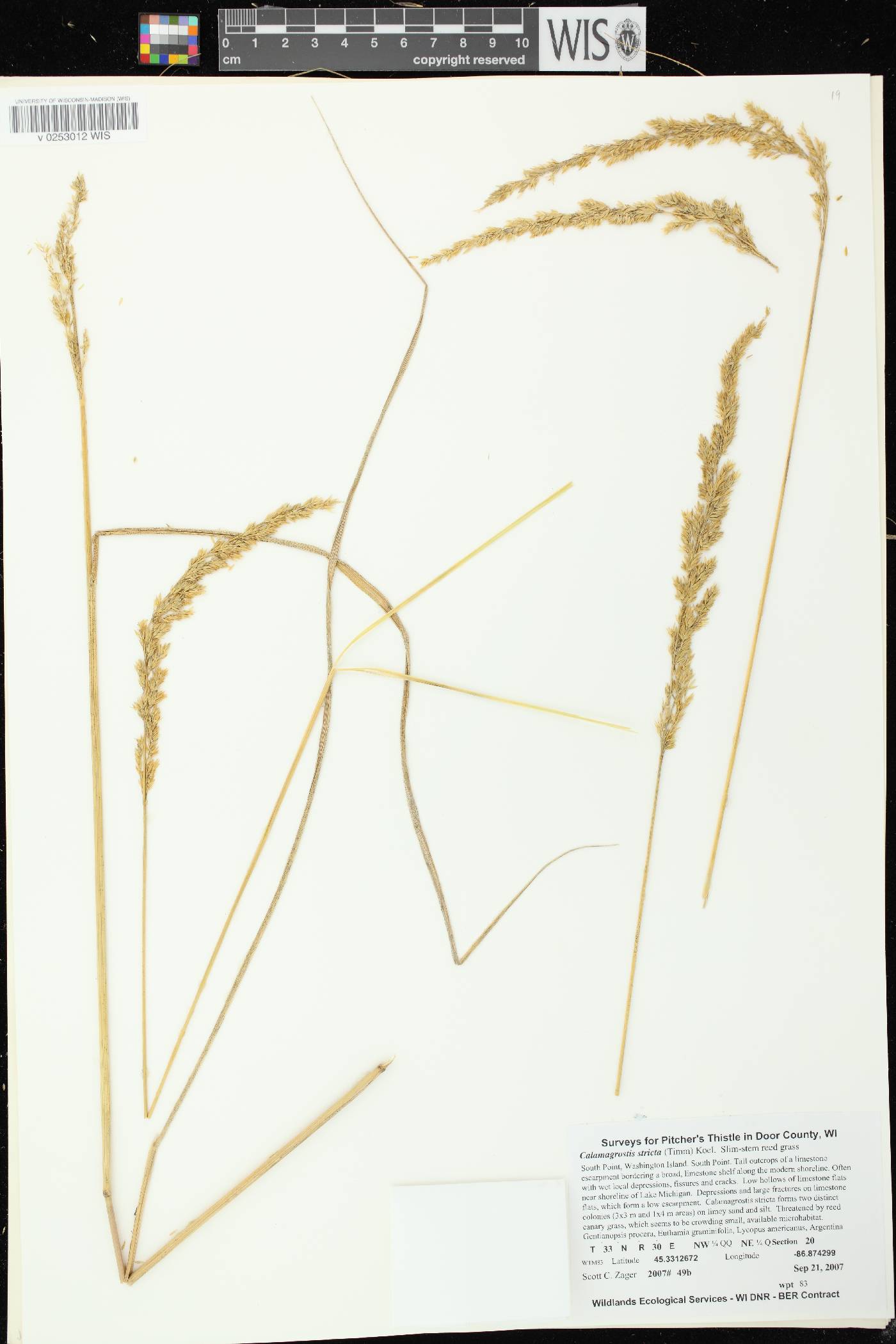 Calamagrostis stricta image