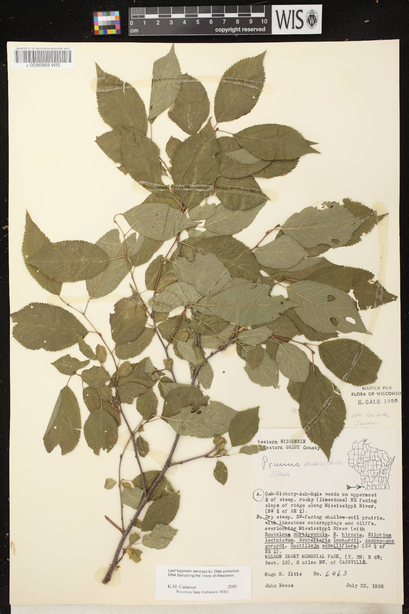 Prunus americana image