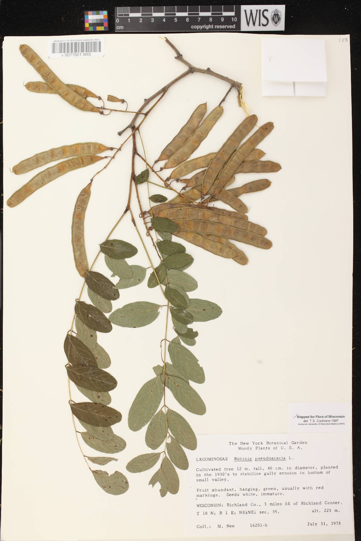 Robinia pseudoacacia image