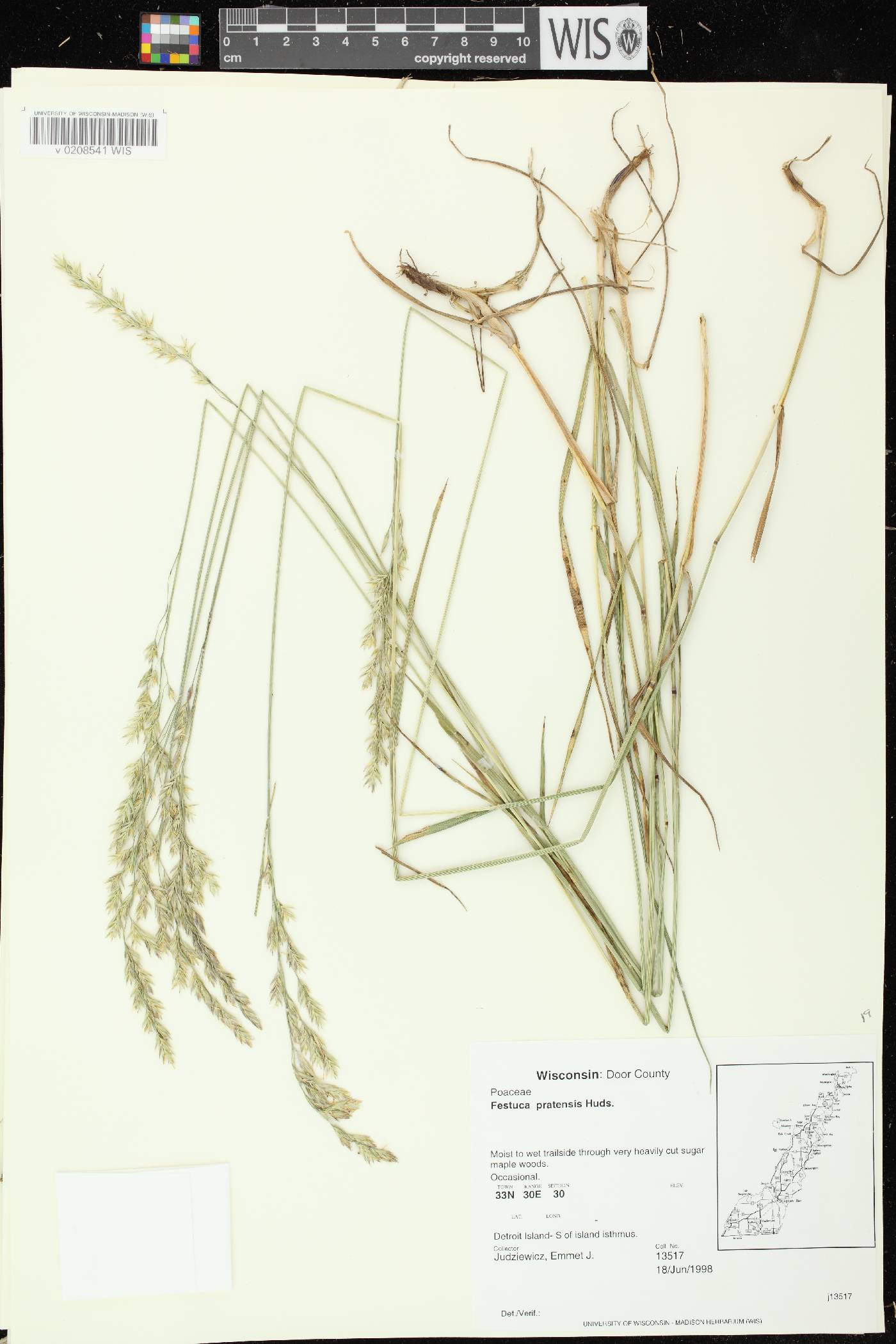 Lolium pratense image