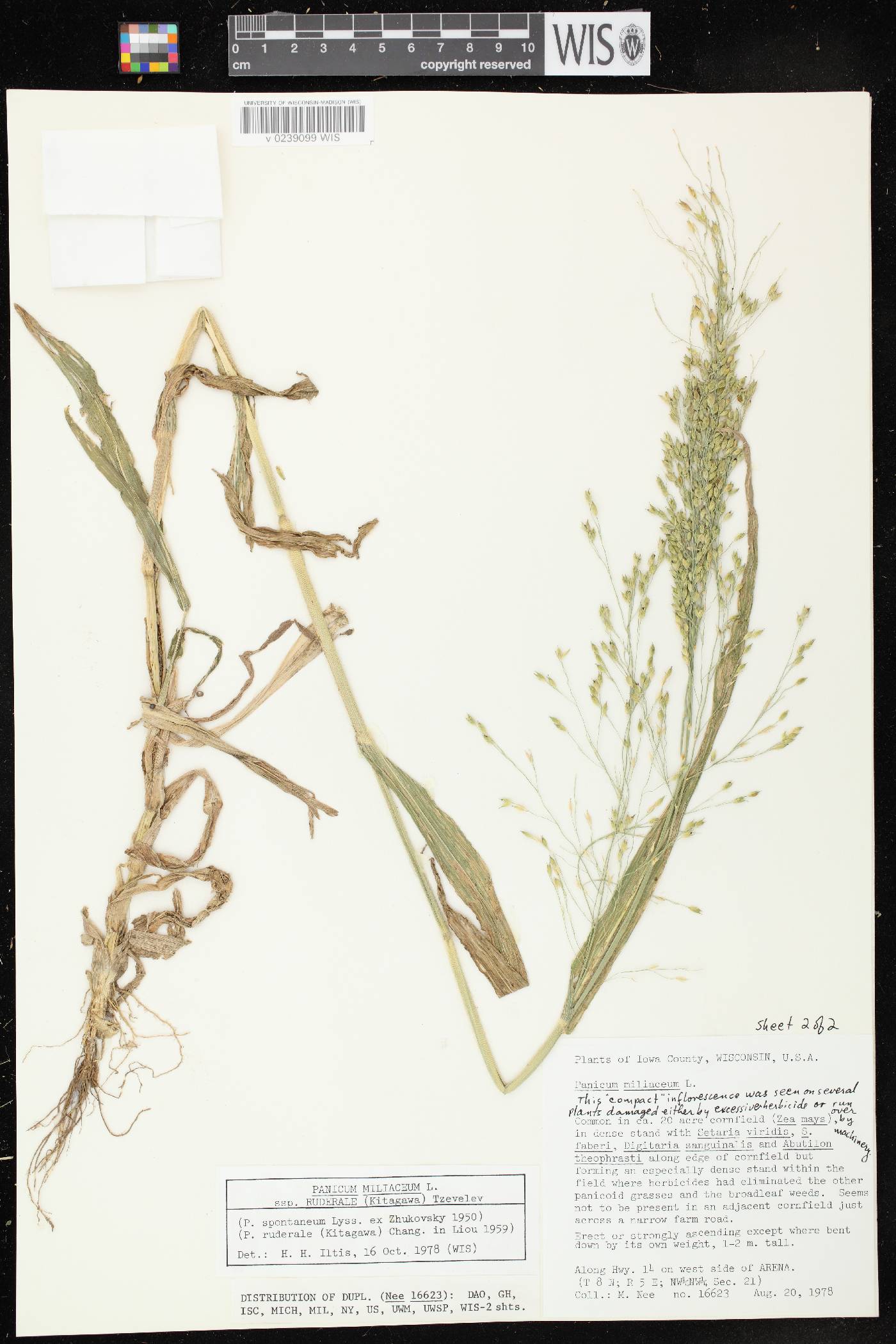Panicum miliaceum subsp. ruderale image