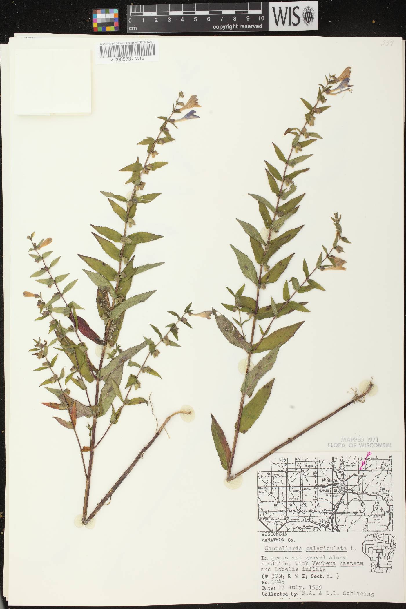 Scutellaria galericulata image