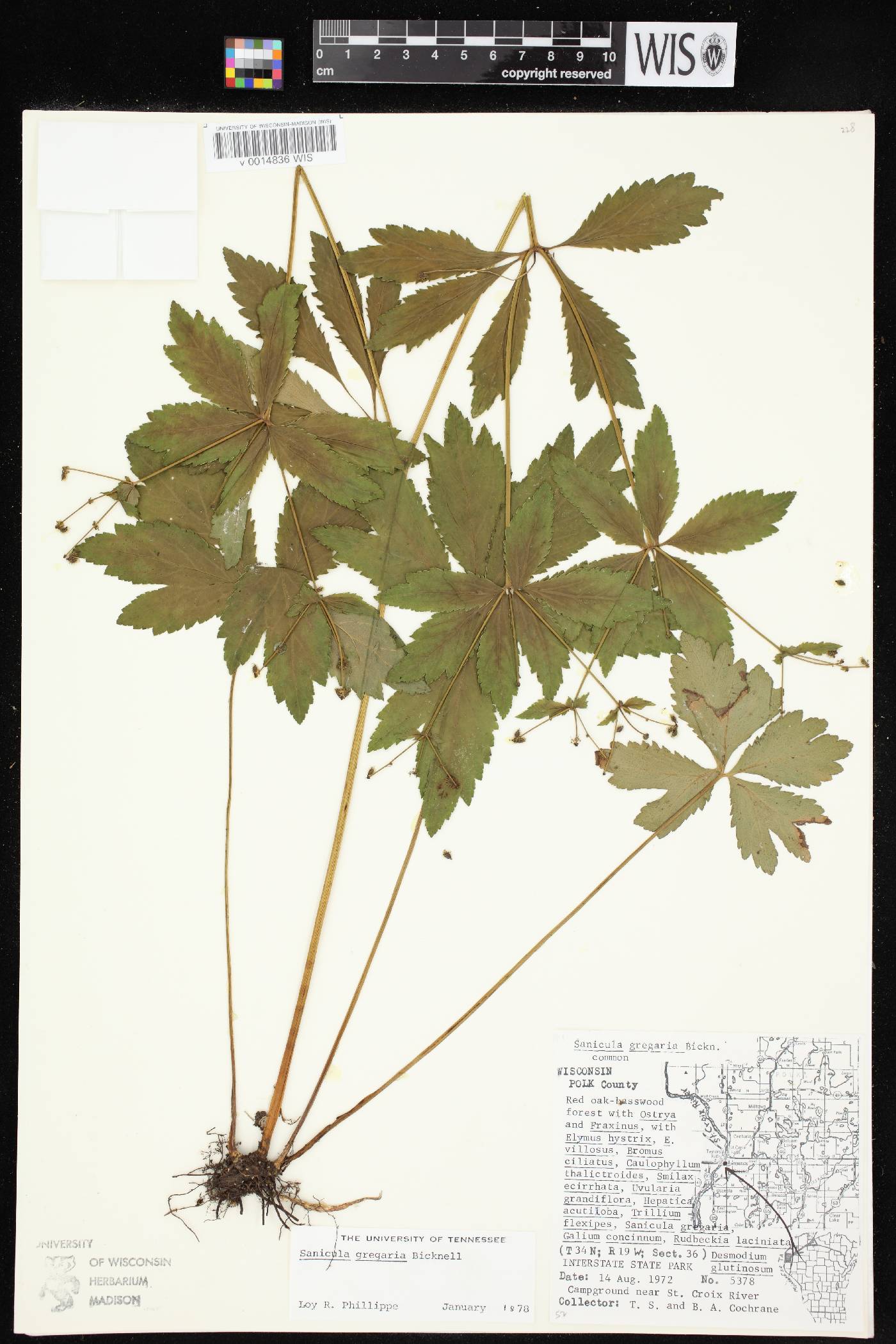 Sanicula odorata image