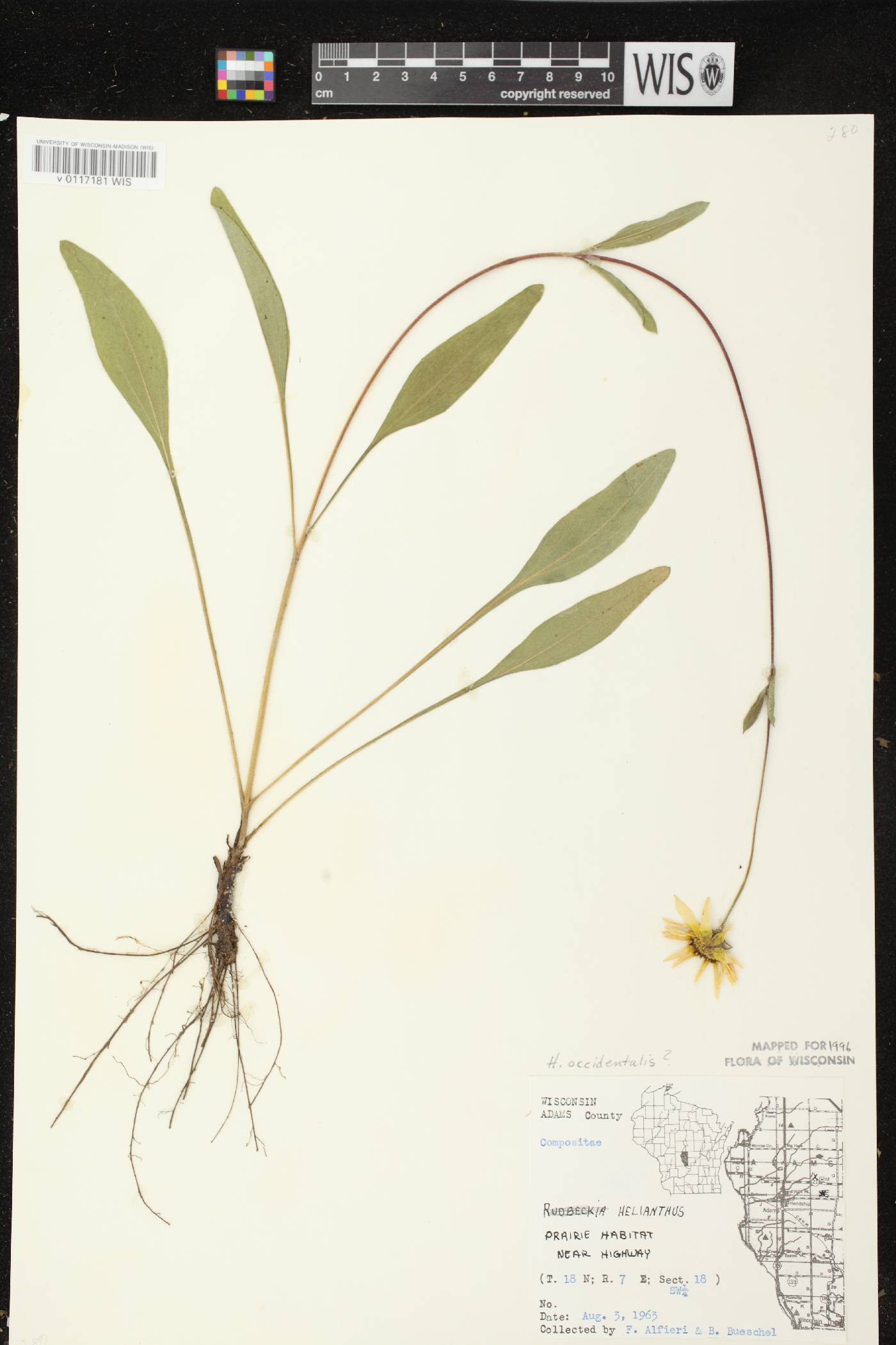 Helianthus occidentalis subsp. occidentalis image