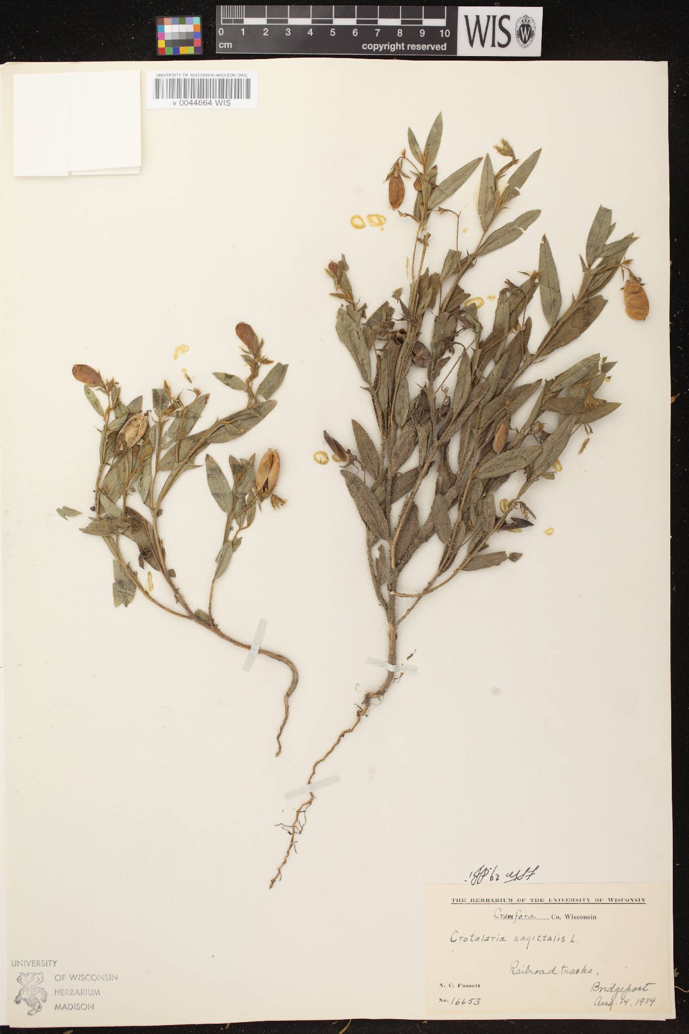 Crotalaria sagittalis image