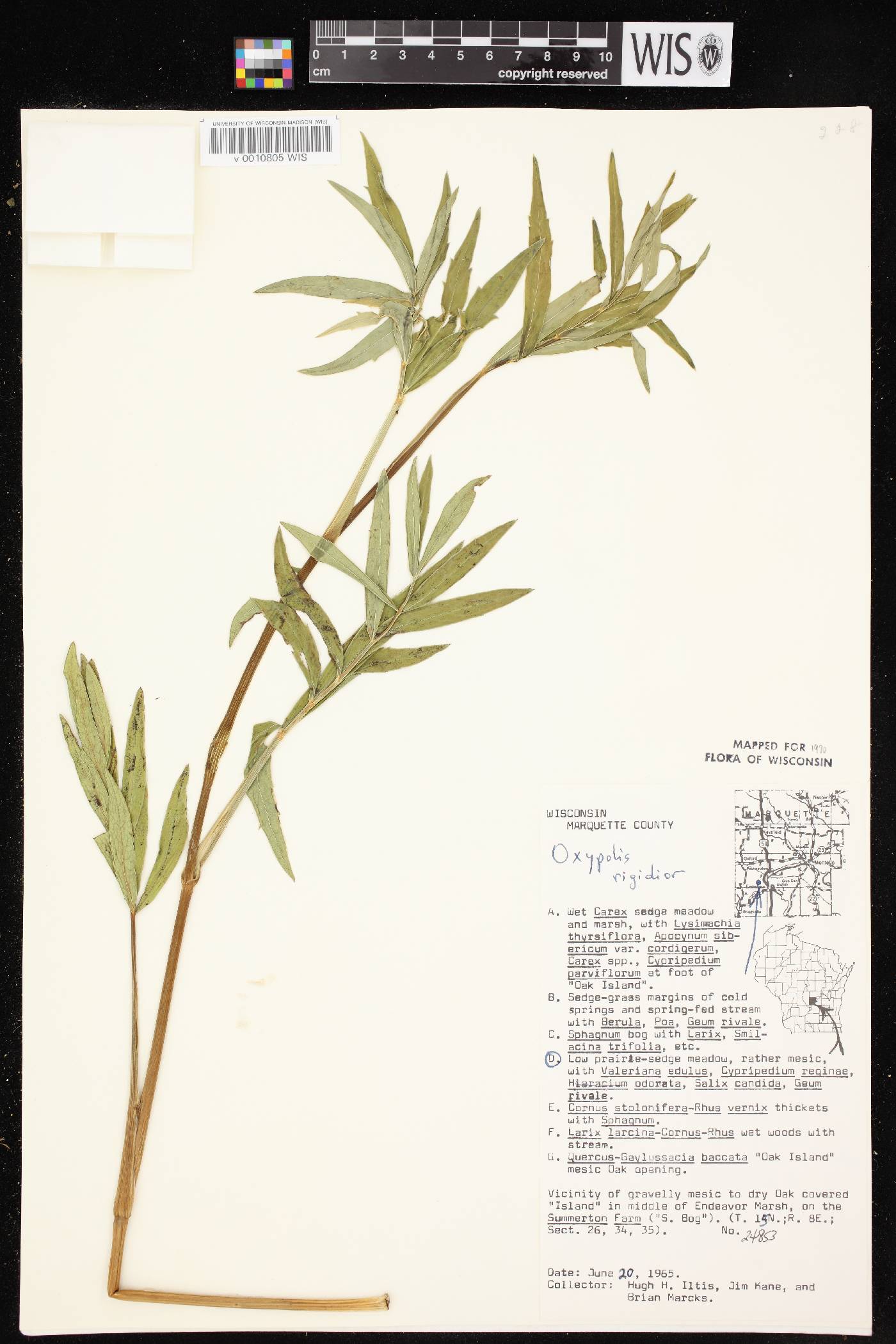 Oxypolis rigidior image
