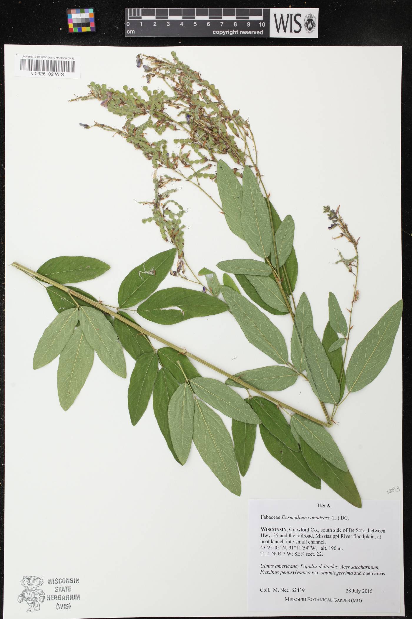 Desmodium canadense image