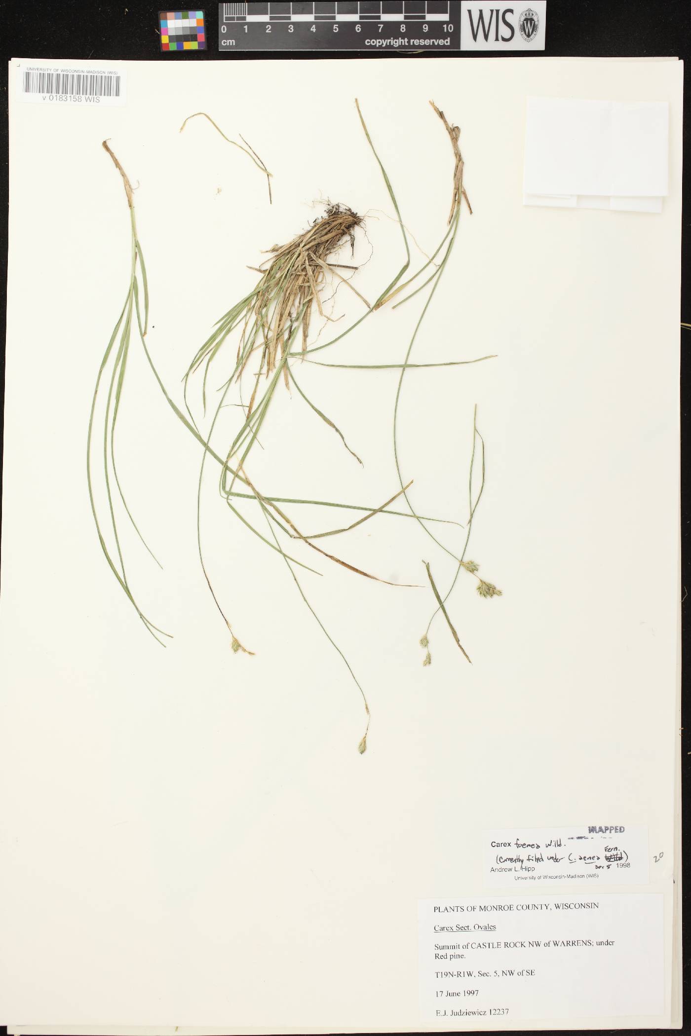 Carex foenea image