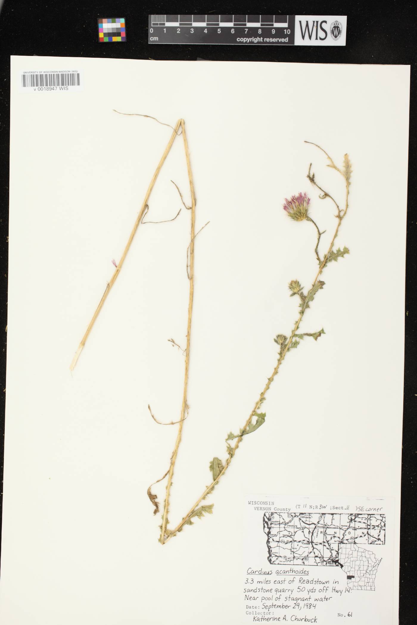 Carduus acanthoides subsp. acanthoides image