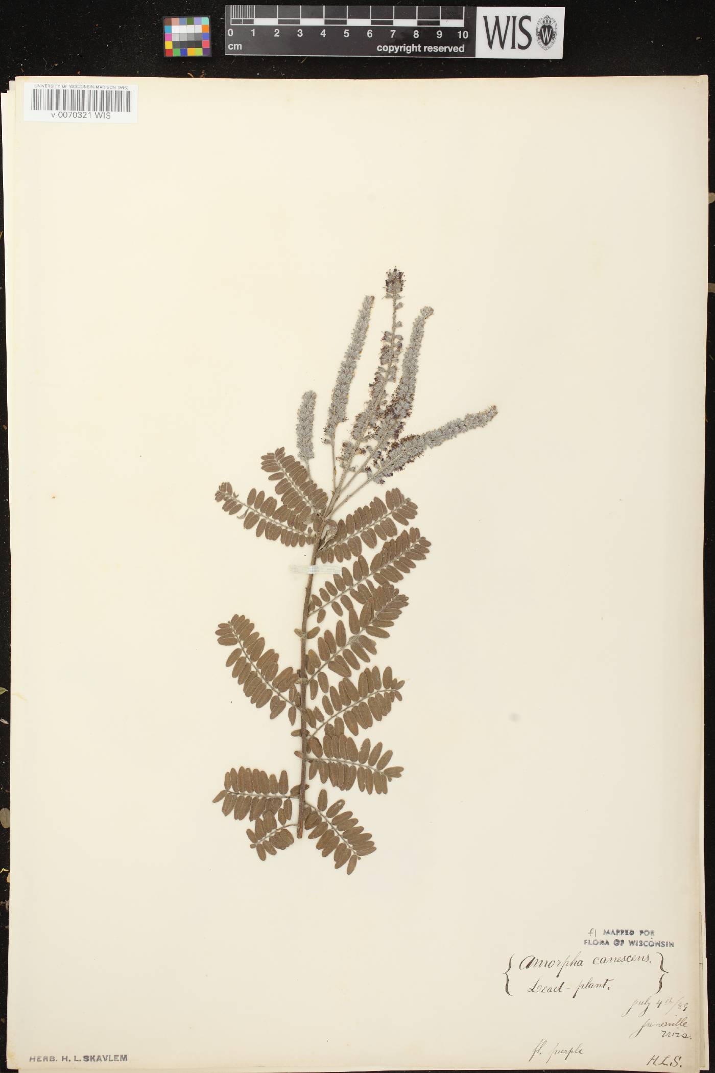 Amorpha canescens image